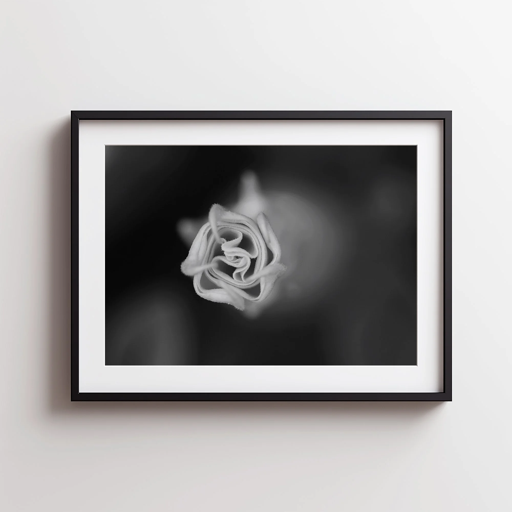 Datura Spiral Frame.jpg