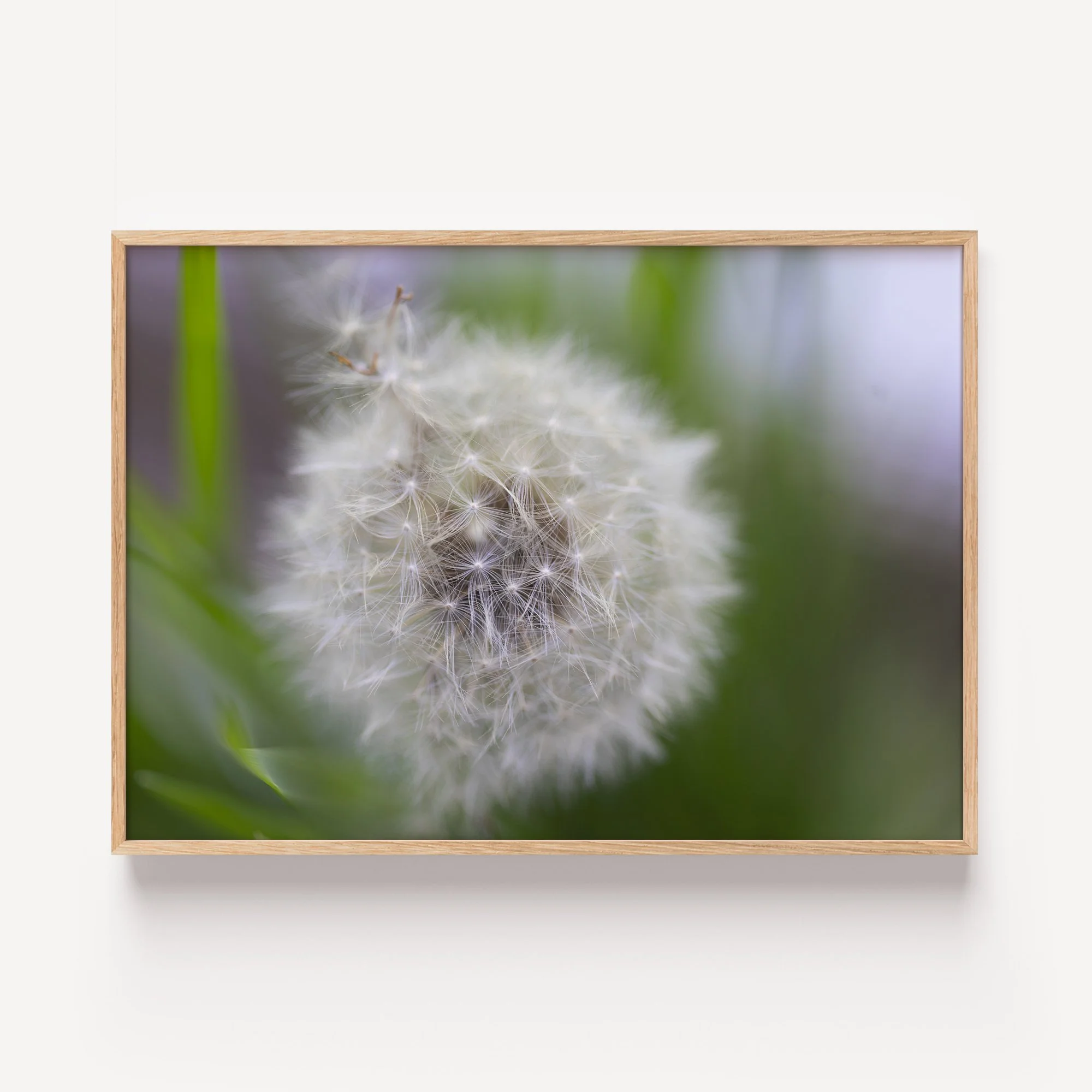 Dandelion frame.jpg