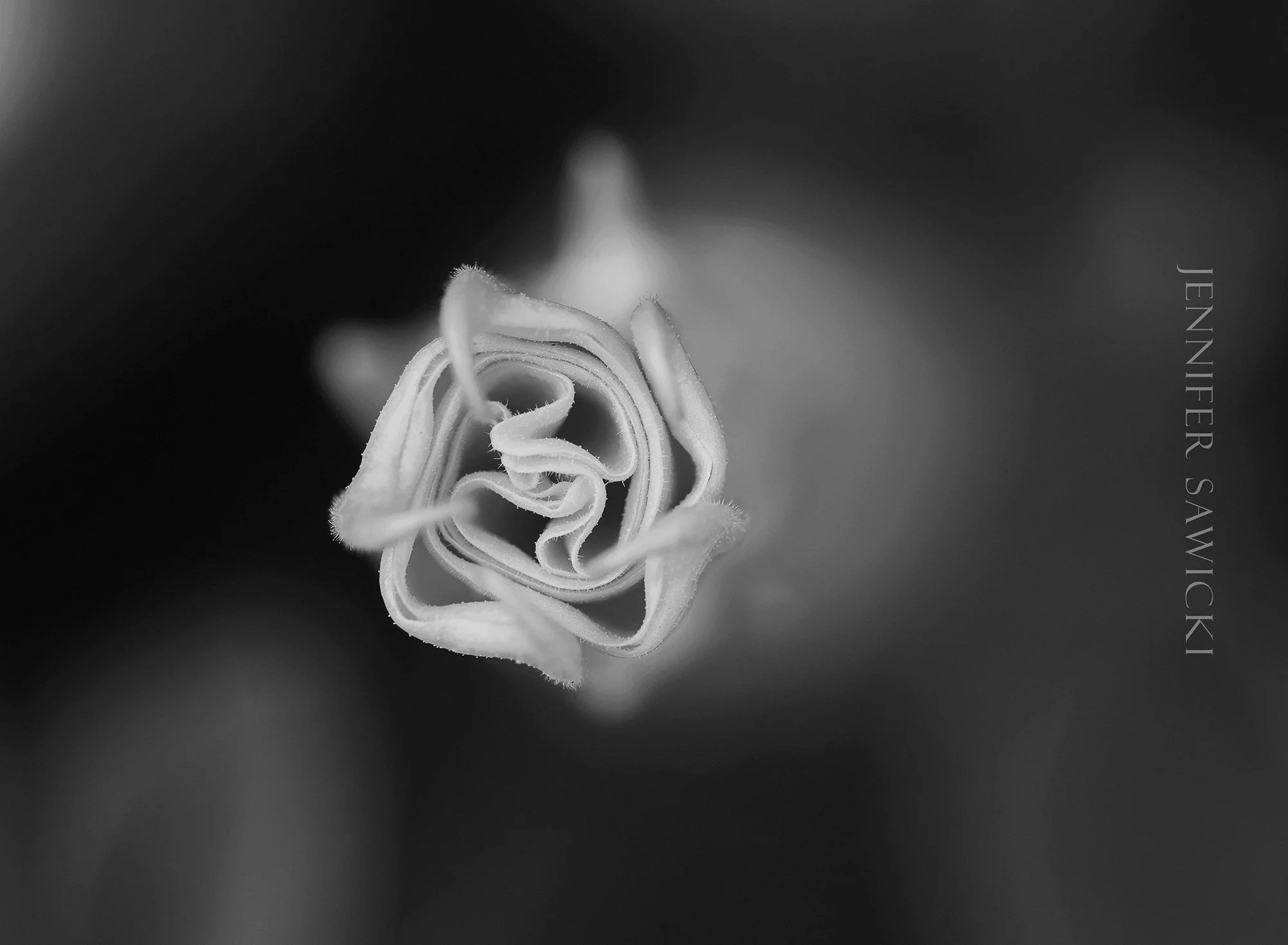 B+W Datura Swirl