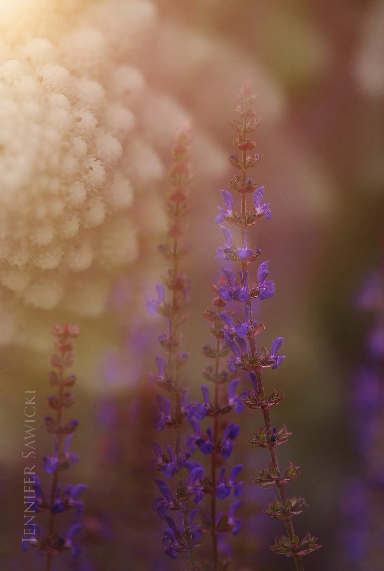 Meadow Romanesco Merge