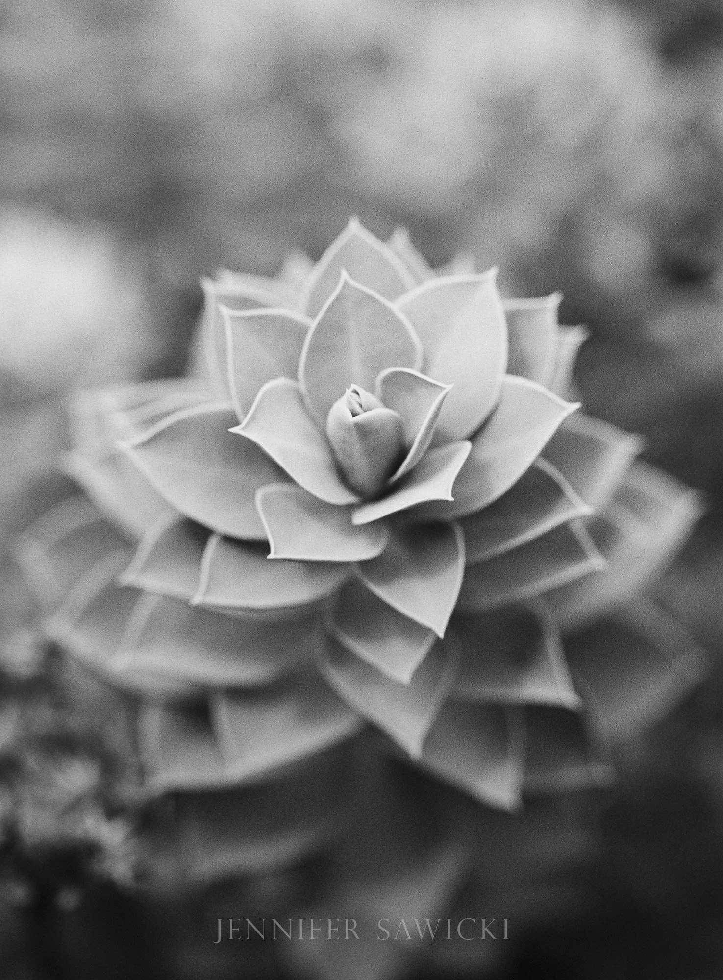 B+W Succulent (35mm Film)