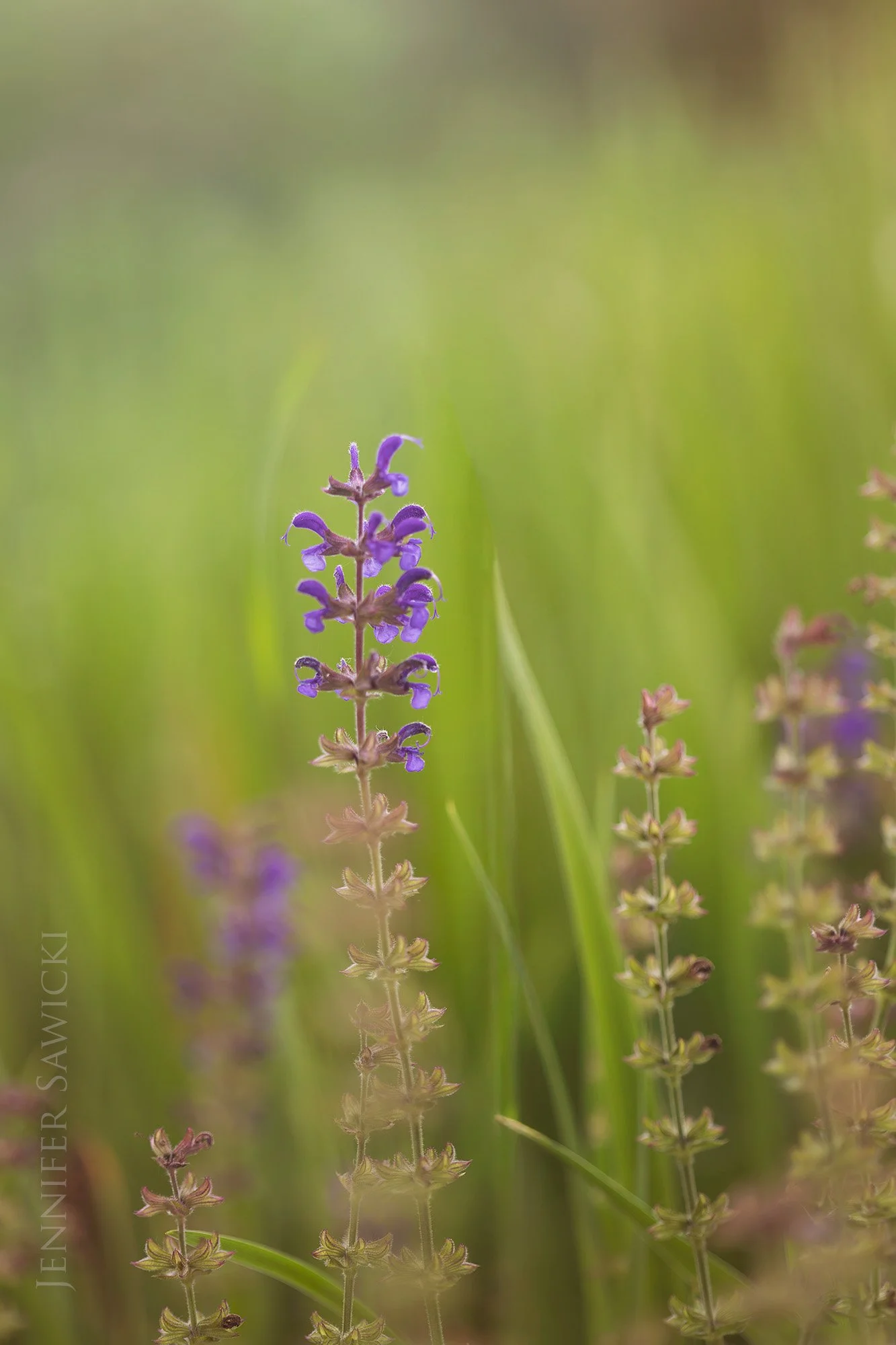 Wildflower Field Web.jpg