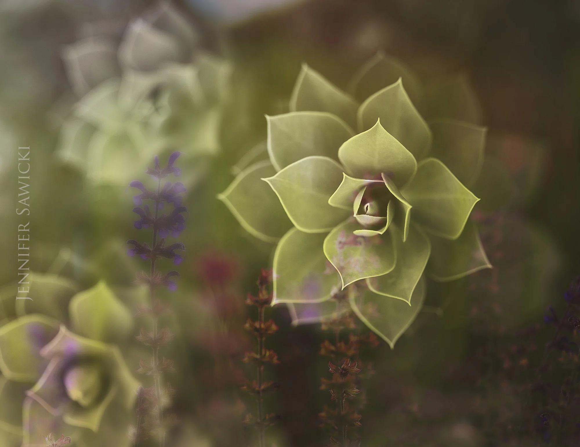 Succulent Wildflower Fusion