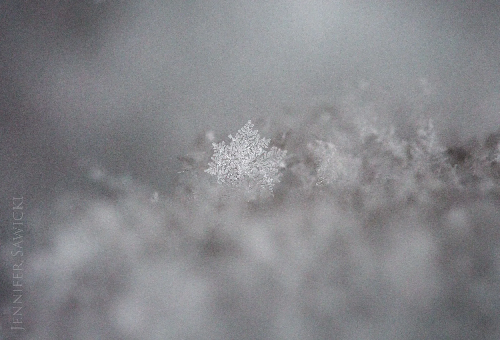 Freshly Fallen Snow