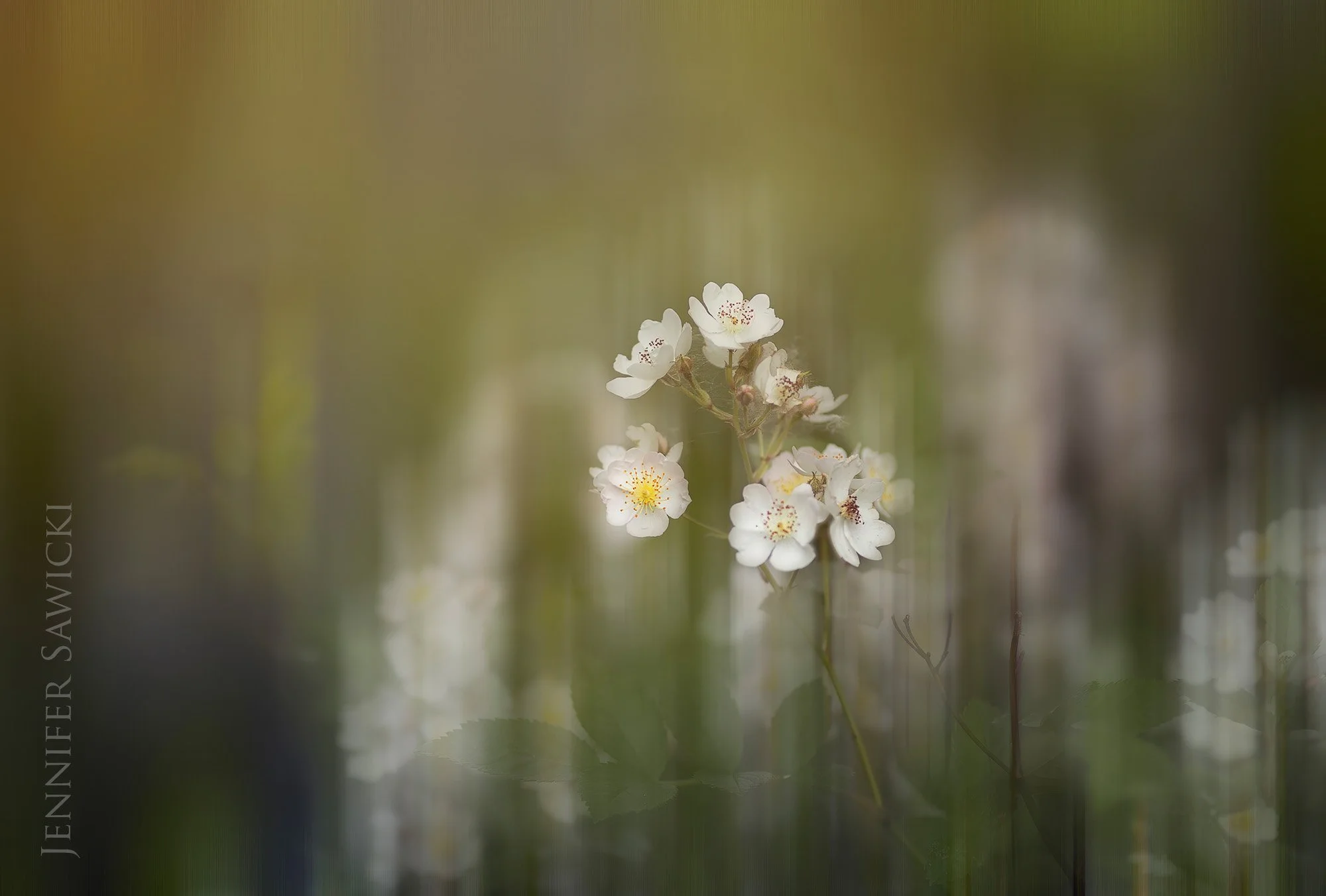 Dreamy Field