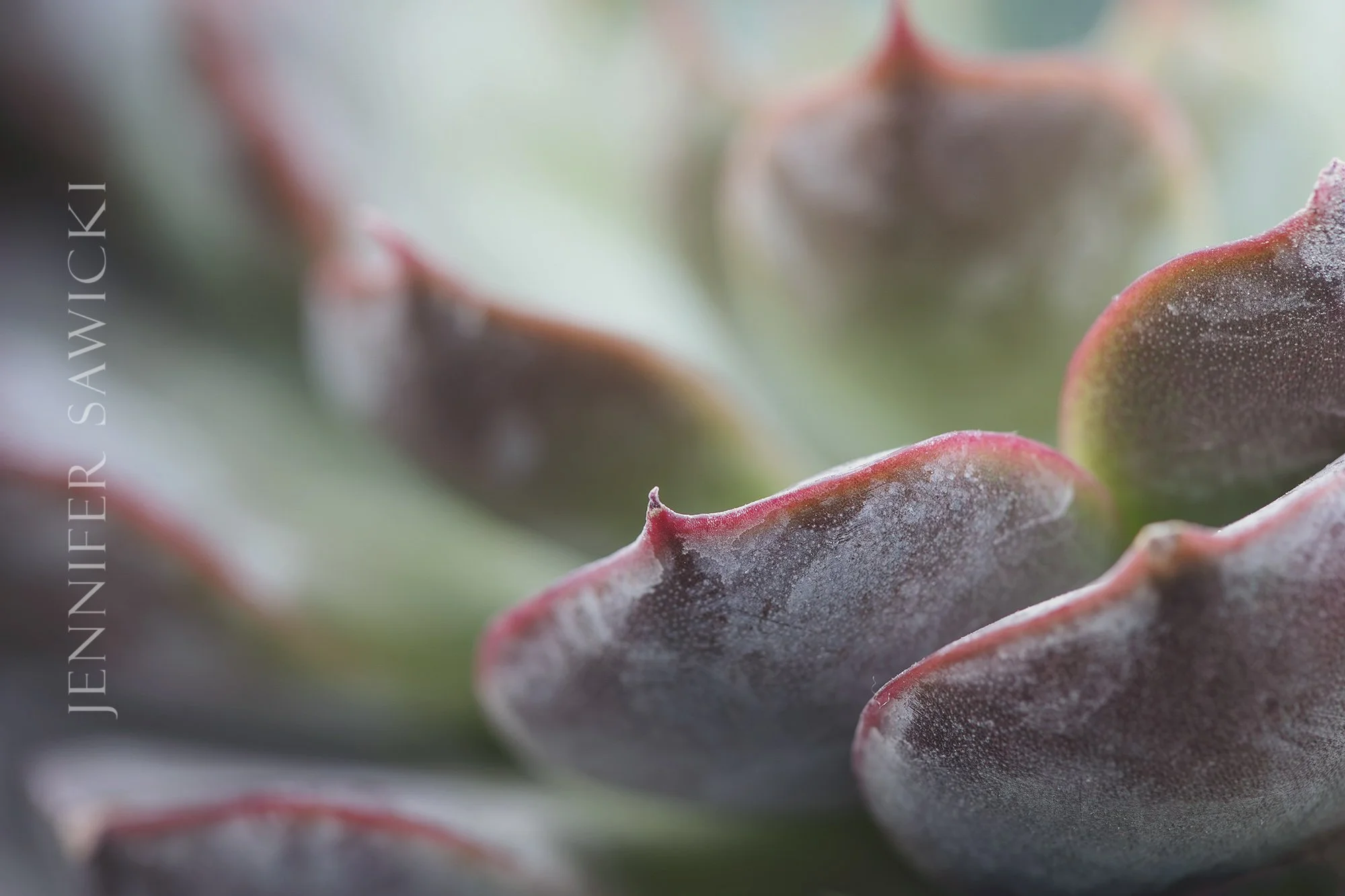Succulent Realm Series #1 WEB.jpg