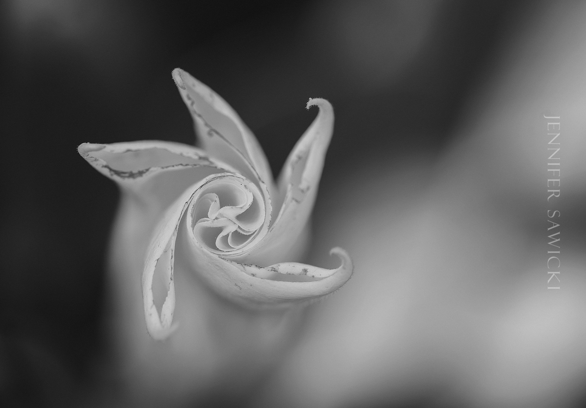 B+W Datura Star