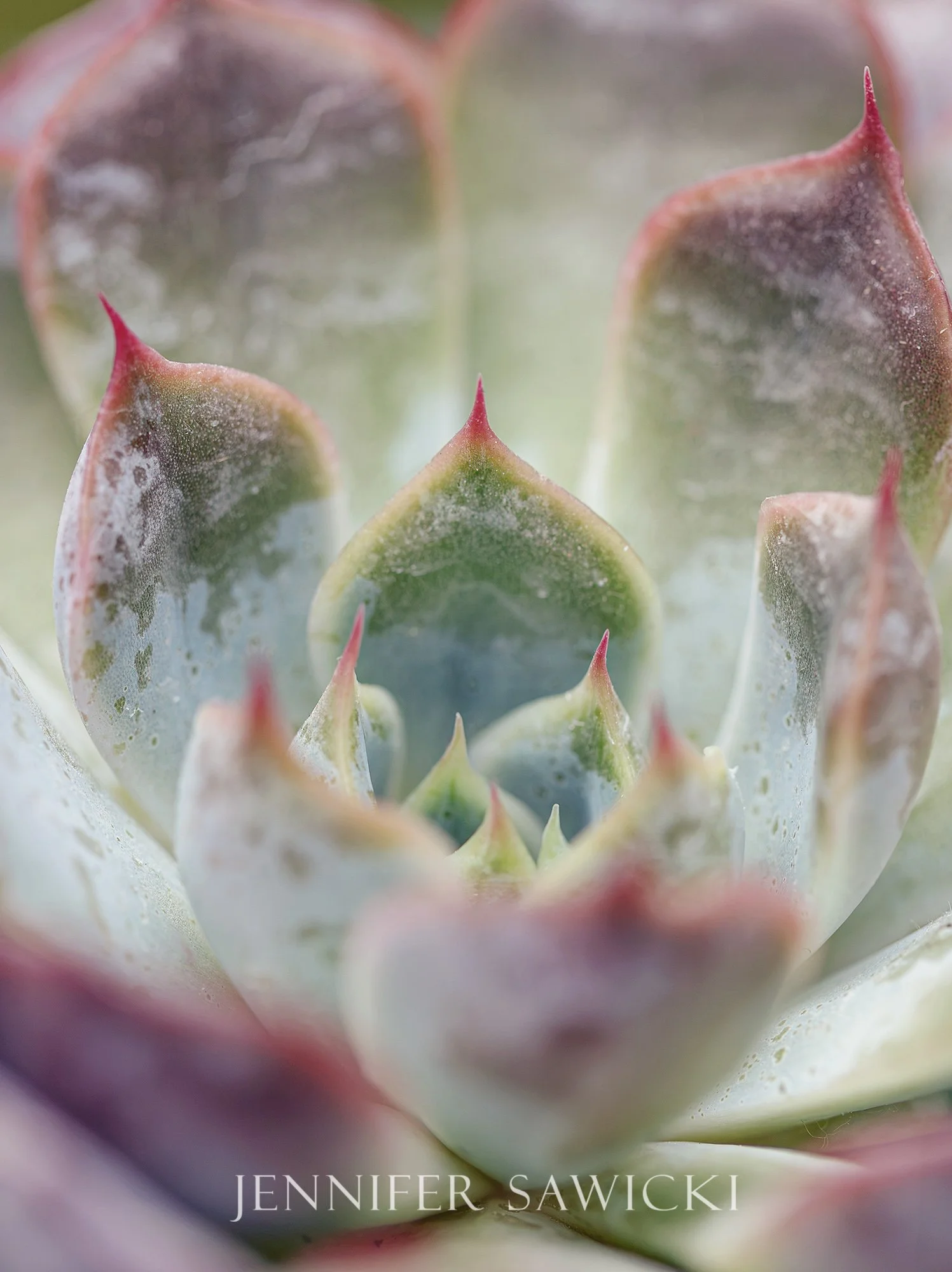 Succulent Realm Series #3 WEB.jpg