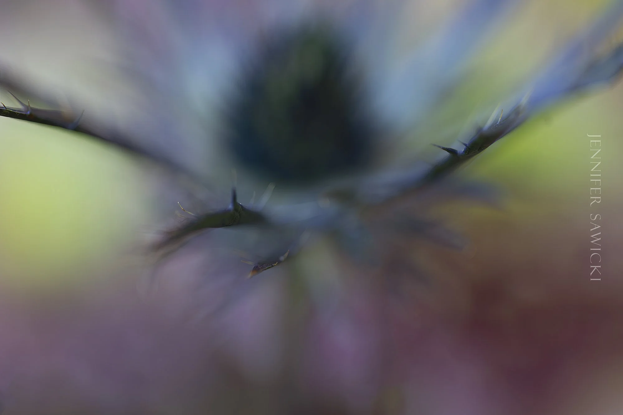 Eryngium Blur