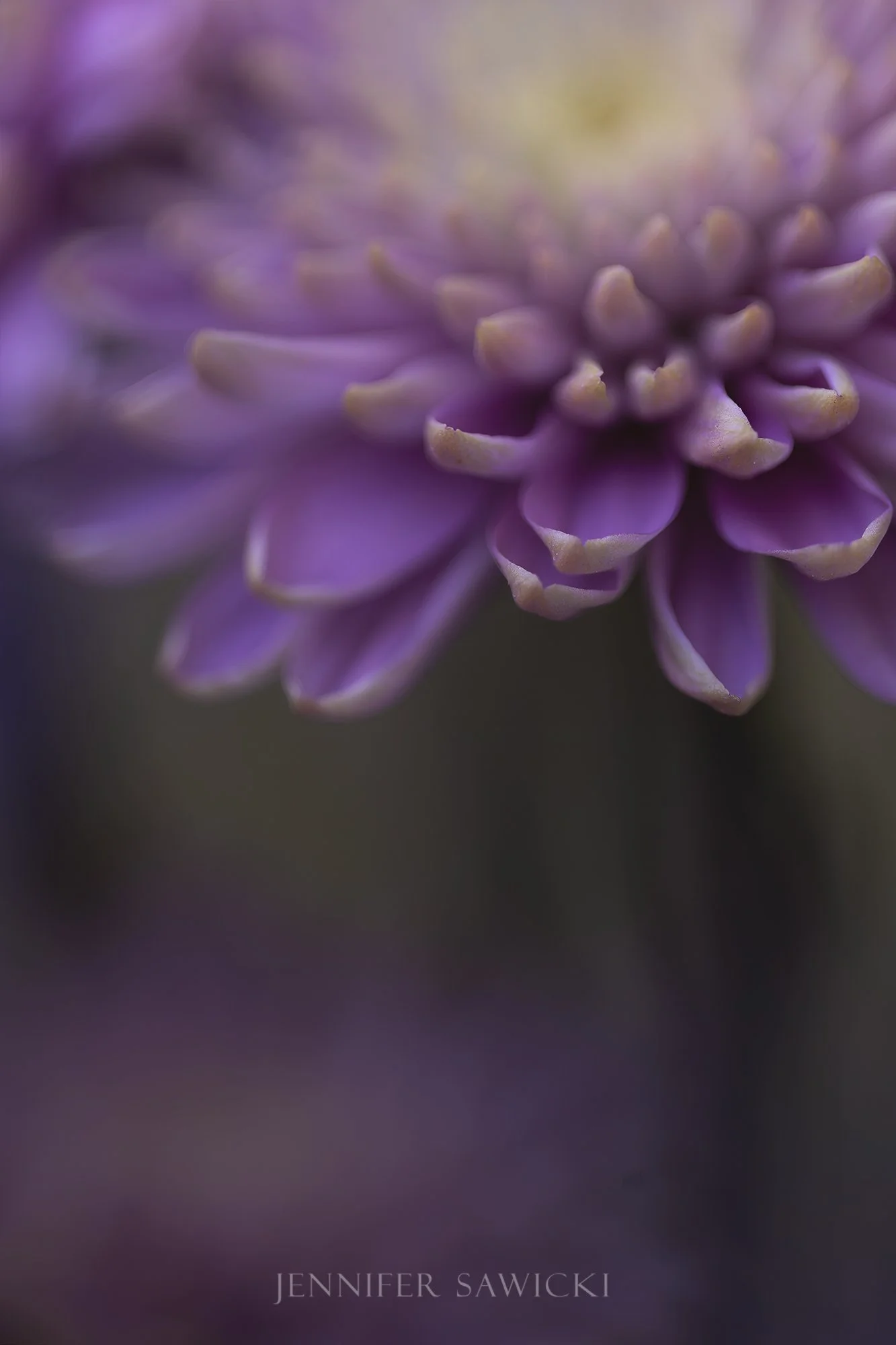 Lavender Dreams