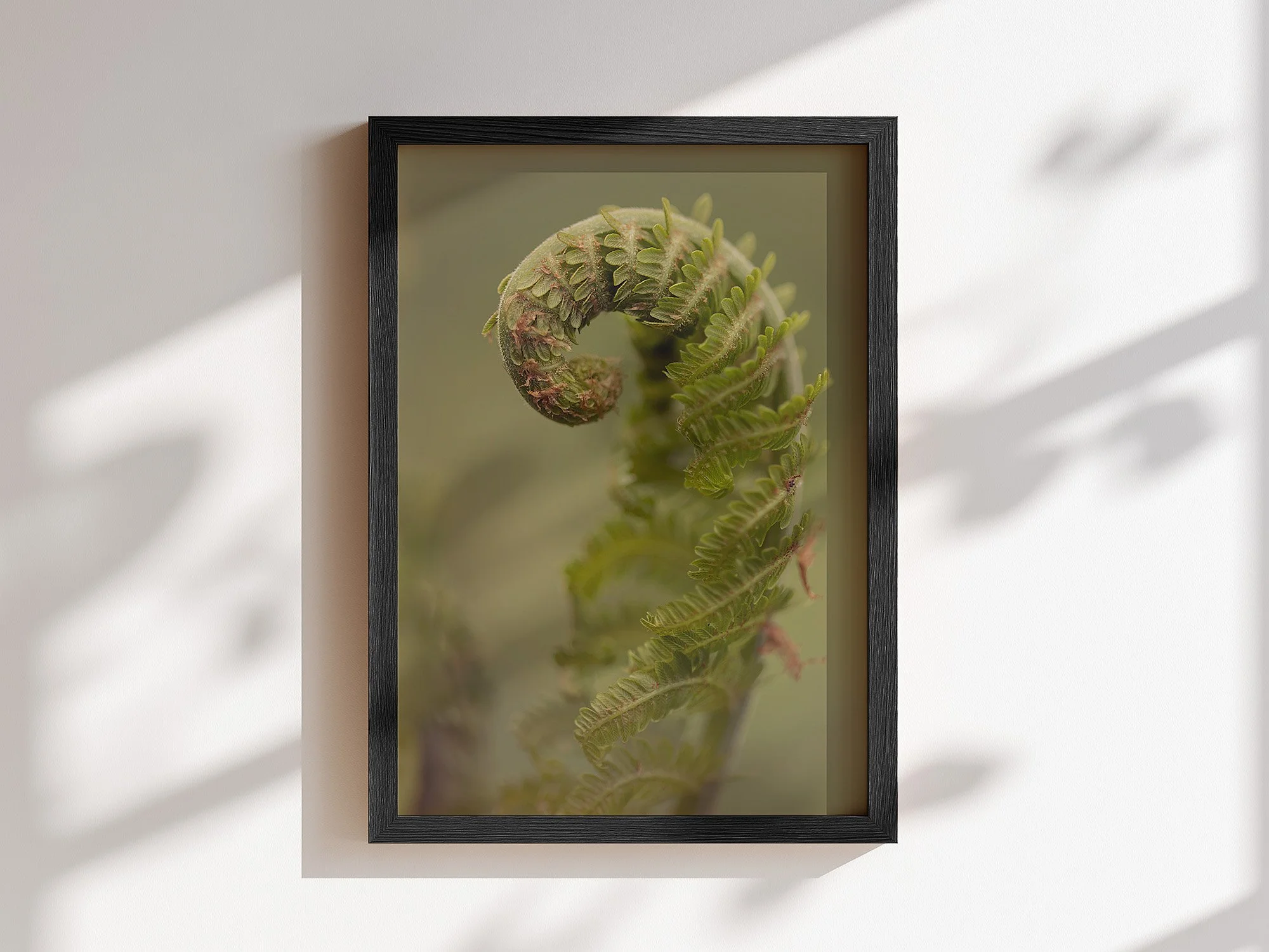 Fiddlehead Mockup.jpg