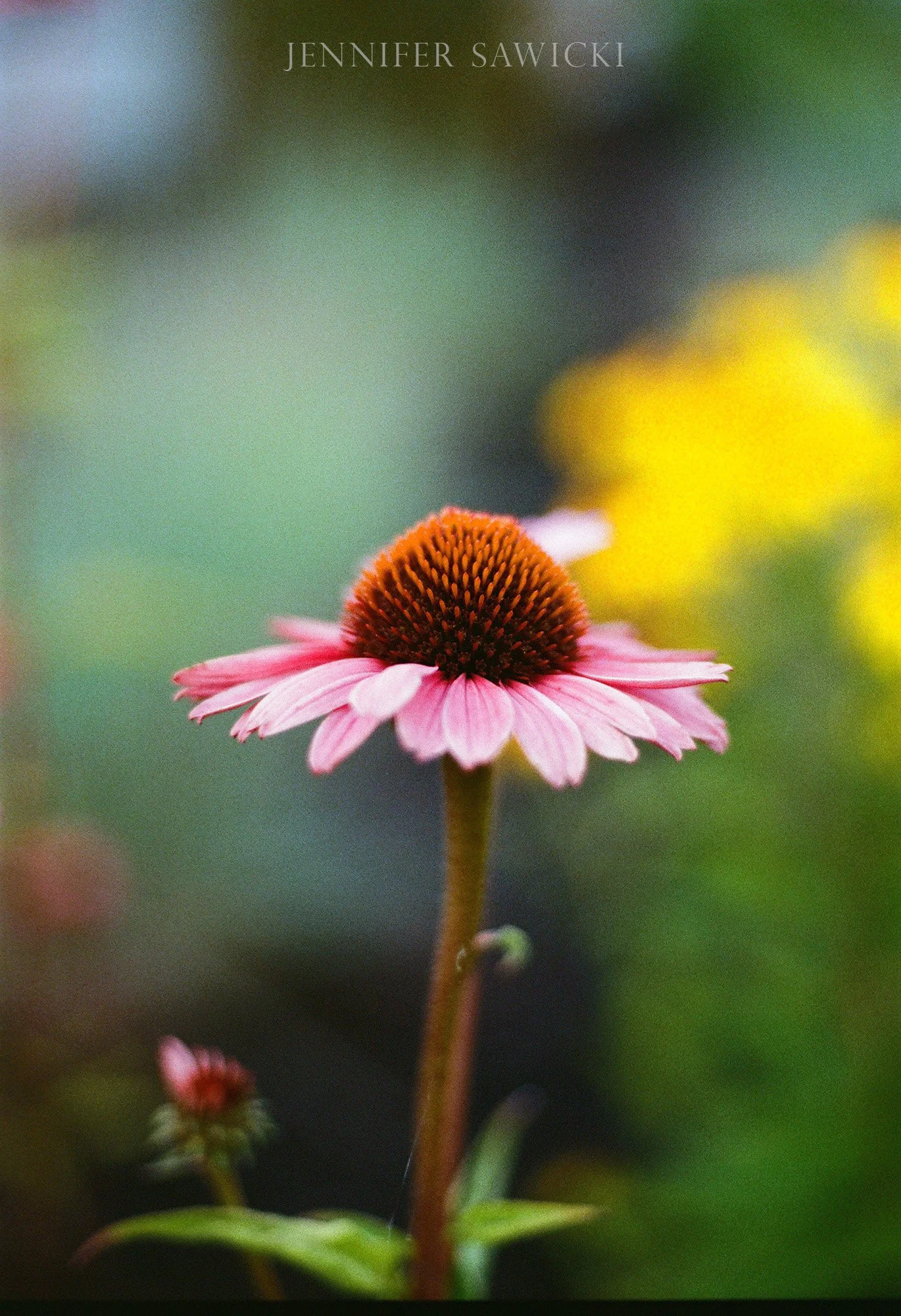 Coneflower (35mm Film)