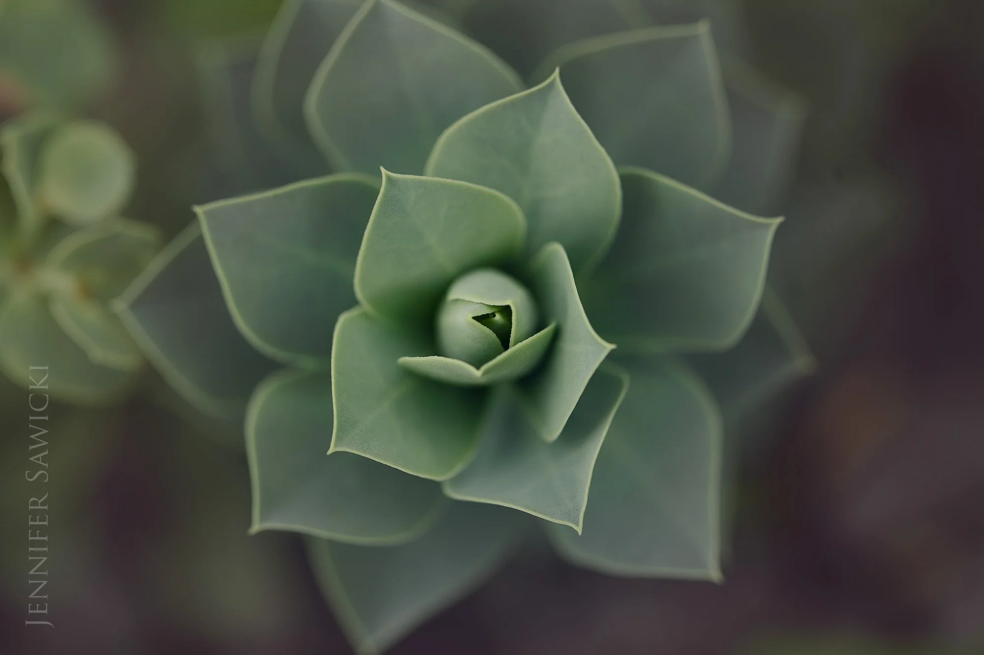 Succulent #1