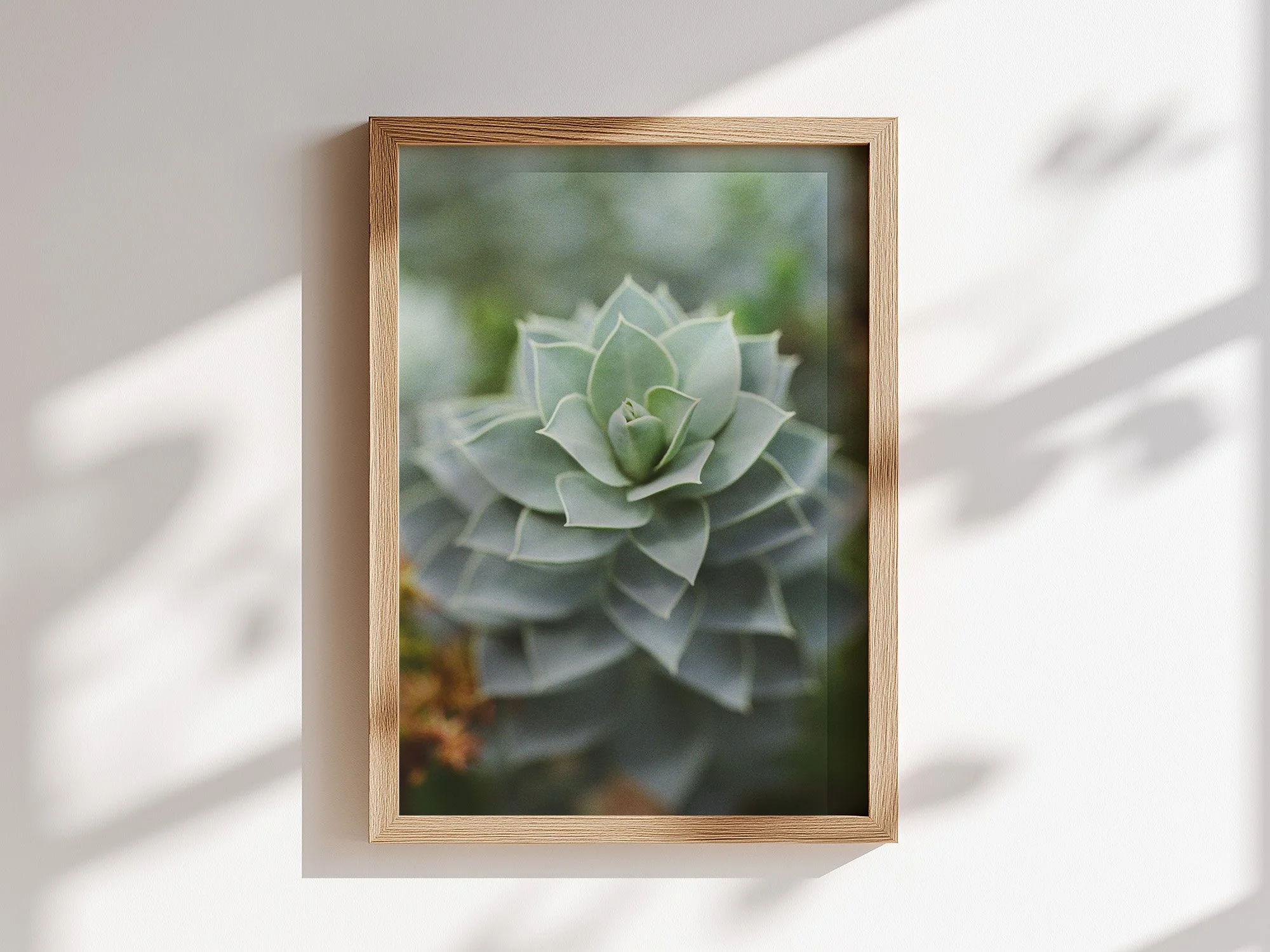 succulent mock up frame.jpg