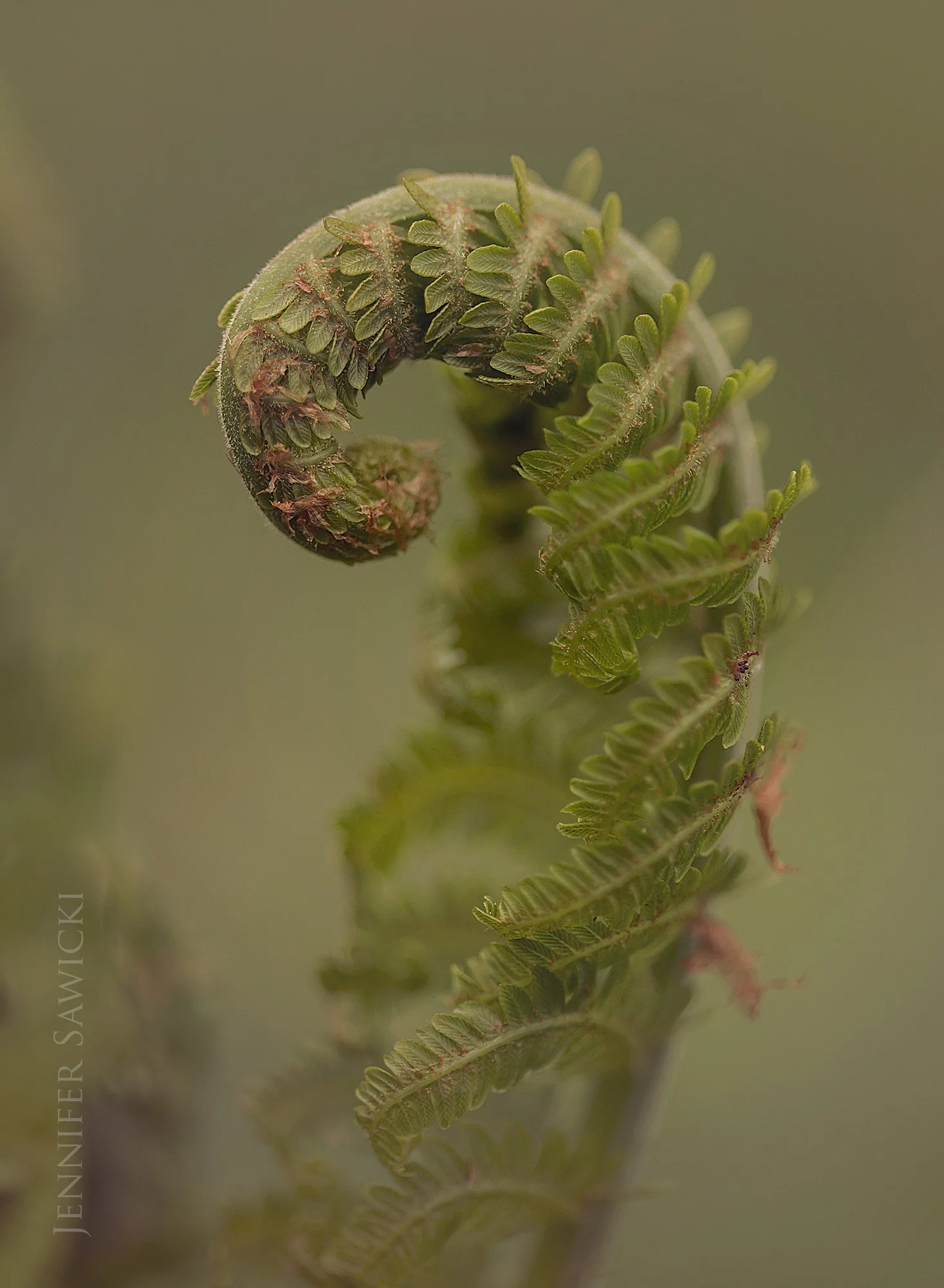 Fiddlehead Macro
