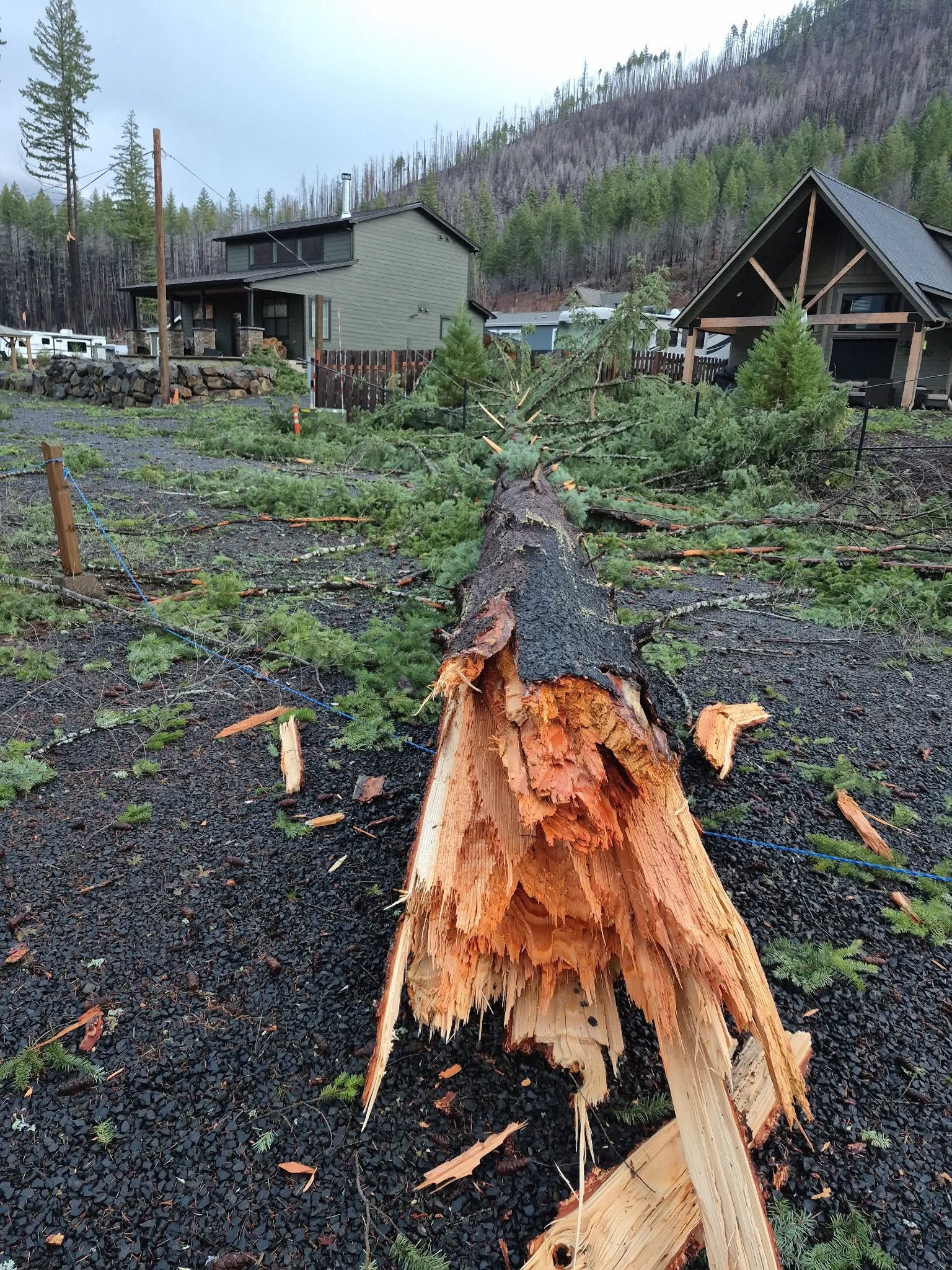 A fallen tree with a split trunk and fractured branches lies on a grassy ground in a residential neighborhood, with houses and a mountain with dead trees in the background.