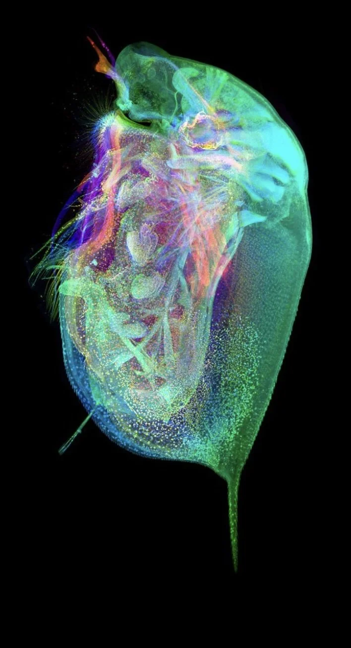 Daphnia Atlas