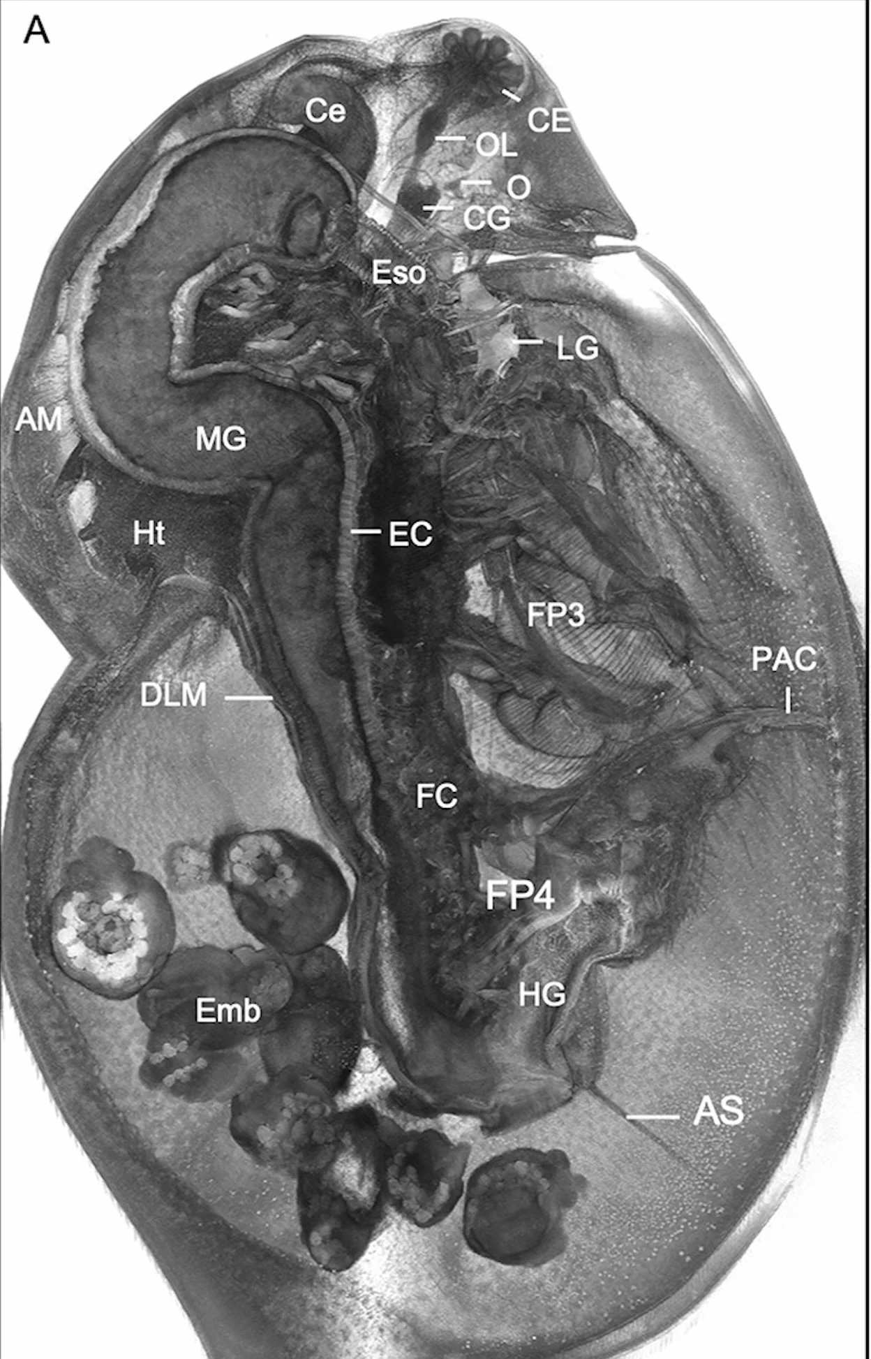 Daphnia MicroCT Embedding Protocol