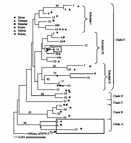 Phylogenetics of the Orang Asli