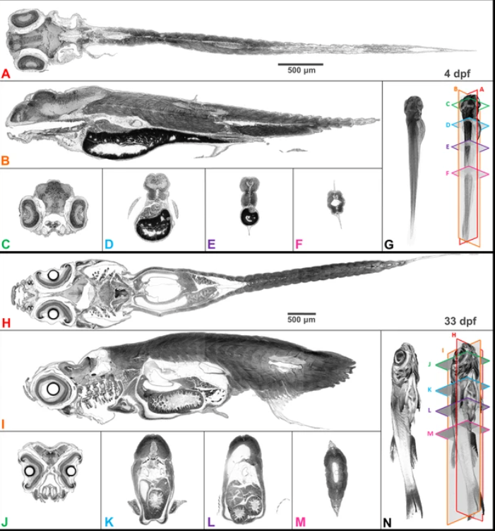 Zebrafish MicroCT