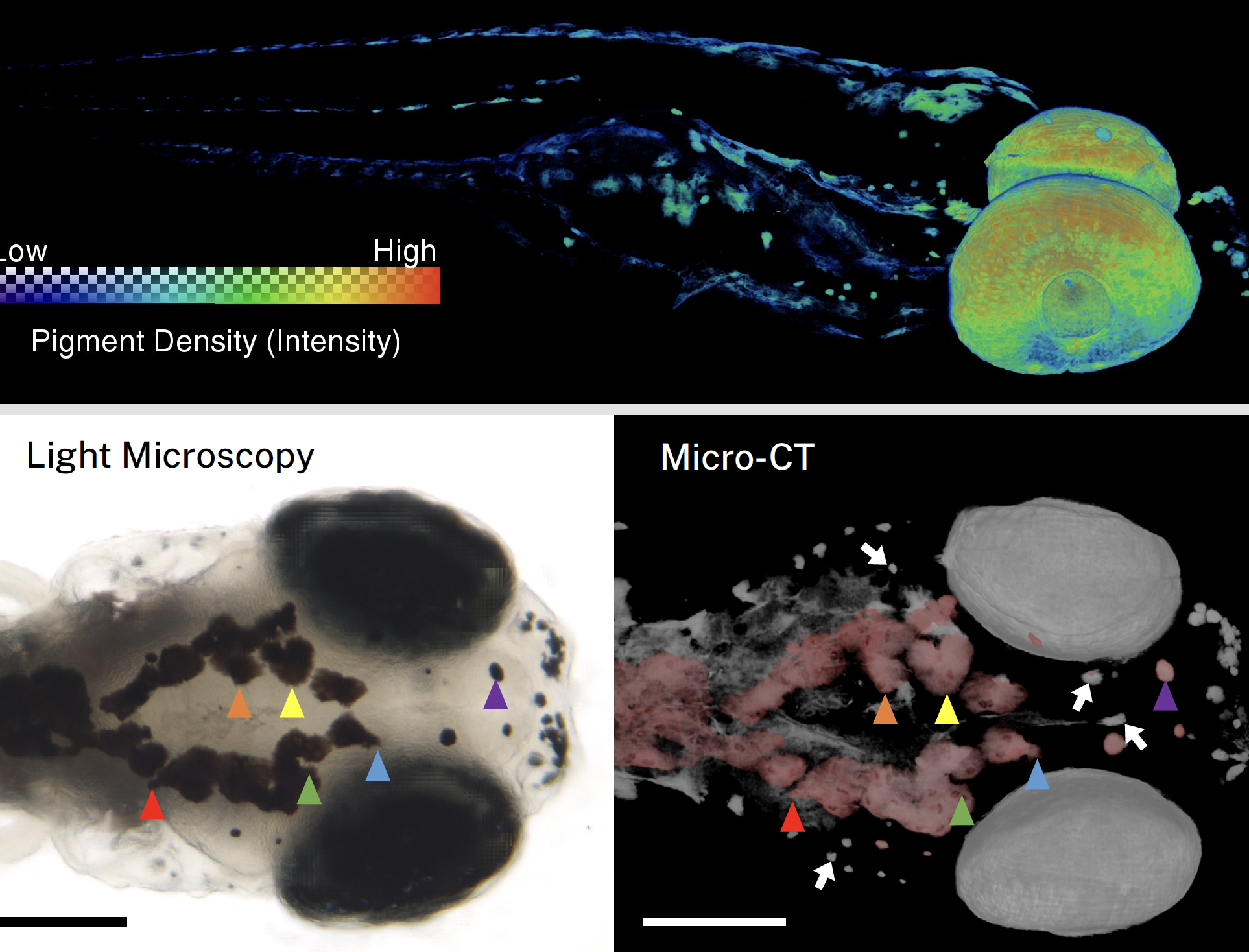 Zebrafish Silver Staining