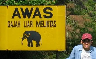 elephant (1).jpeg