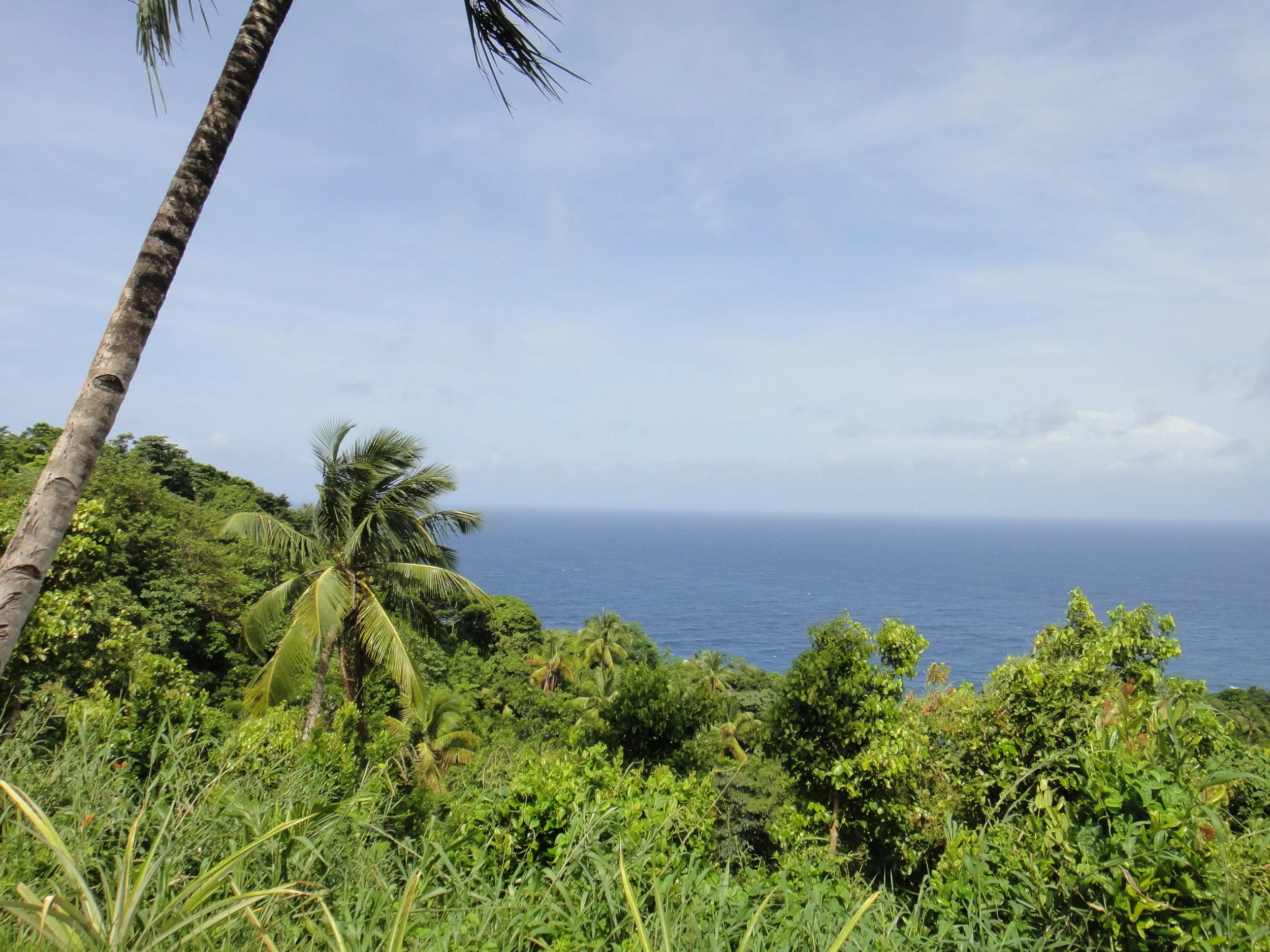 2013 Fieldwork in Dominica