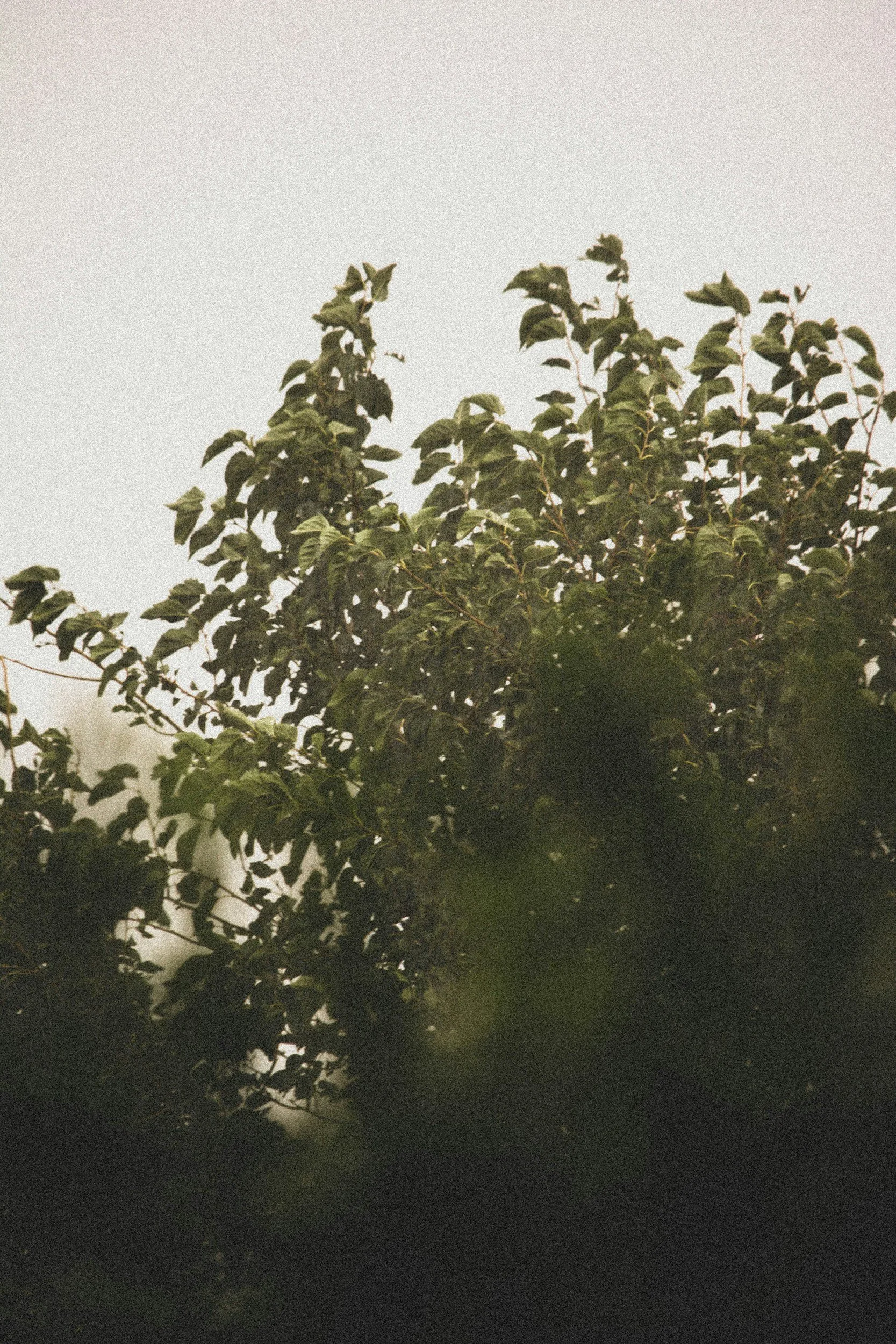 Tree leaves against a light sky.