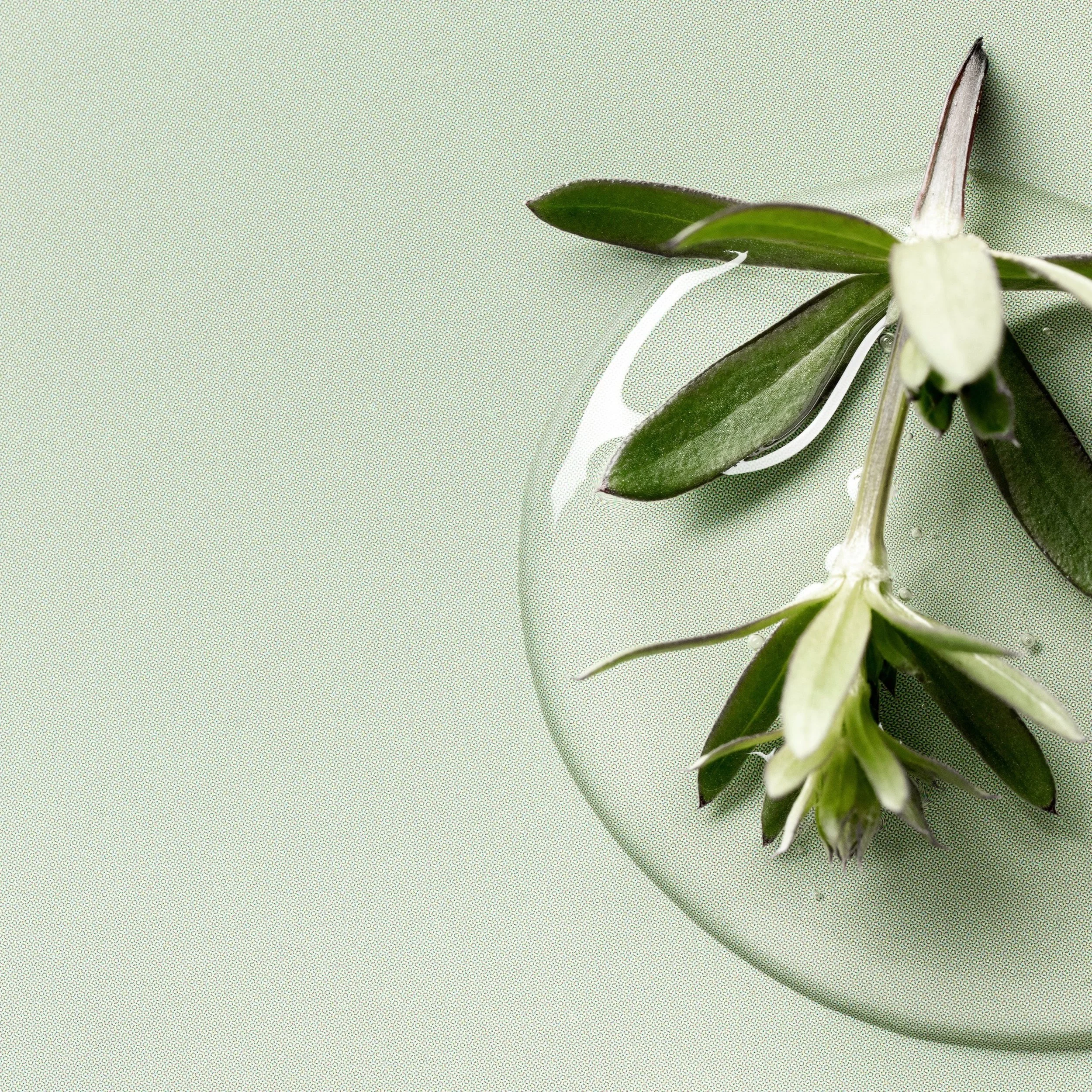 Close-up of white and green orchid flowers on a patterned table surface.