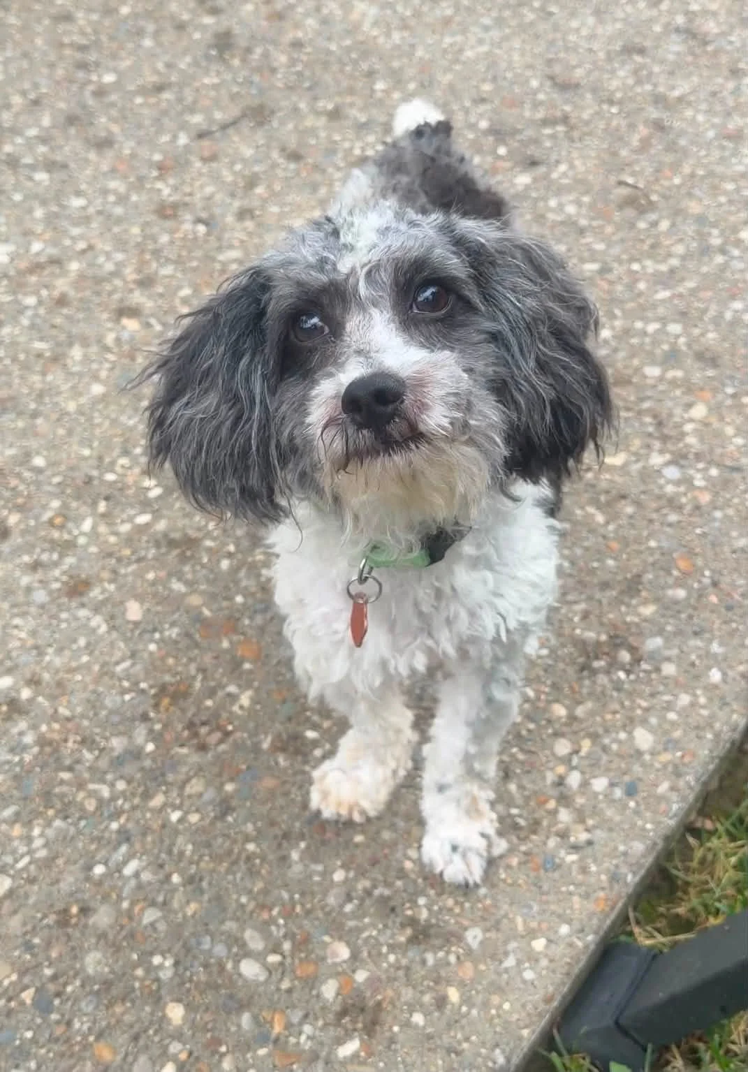 A cute, curly-haired dog with black, white, and gray fur standing on a gravel path looking up at the camera.