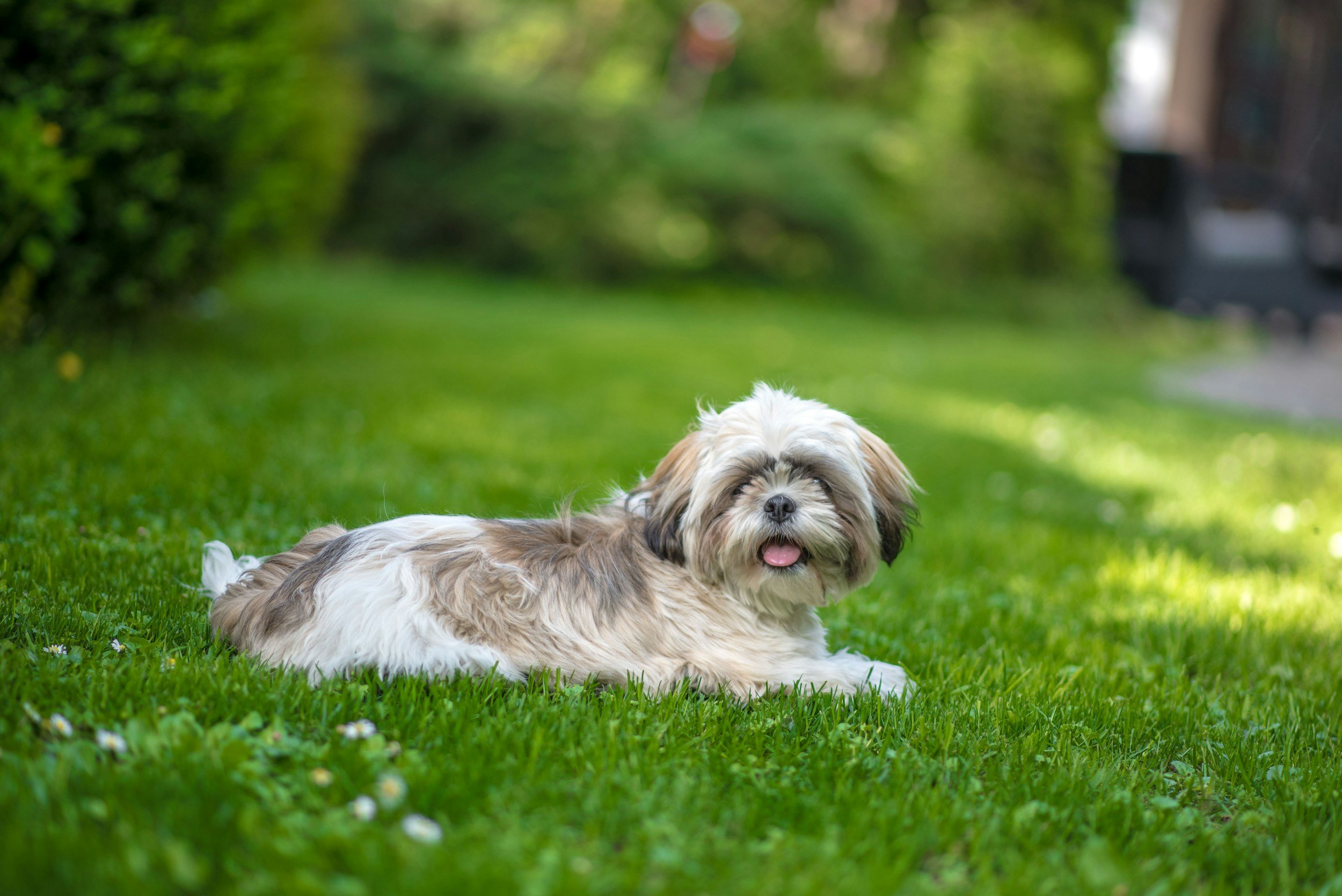 A small, fluffy dog with a tan and white coat lying on green grass in a park, with trees and a blurred background.
