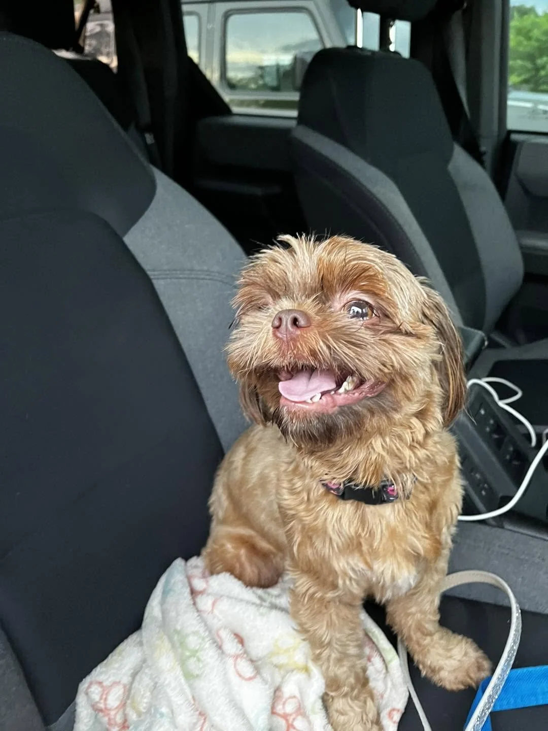 A small brown dog with a happy expression sitting on a blanket in a car, with its tongue out and one eye slightly closed.