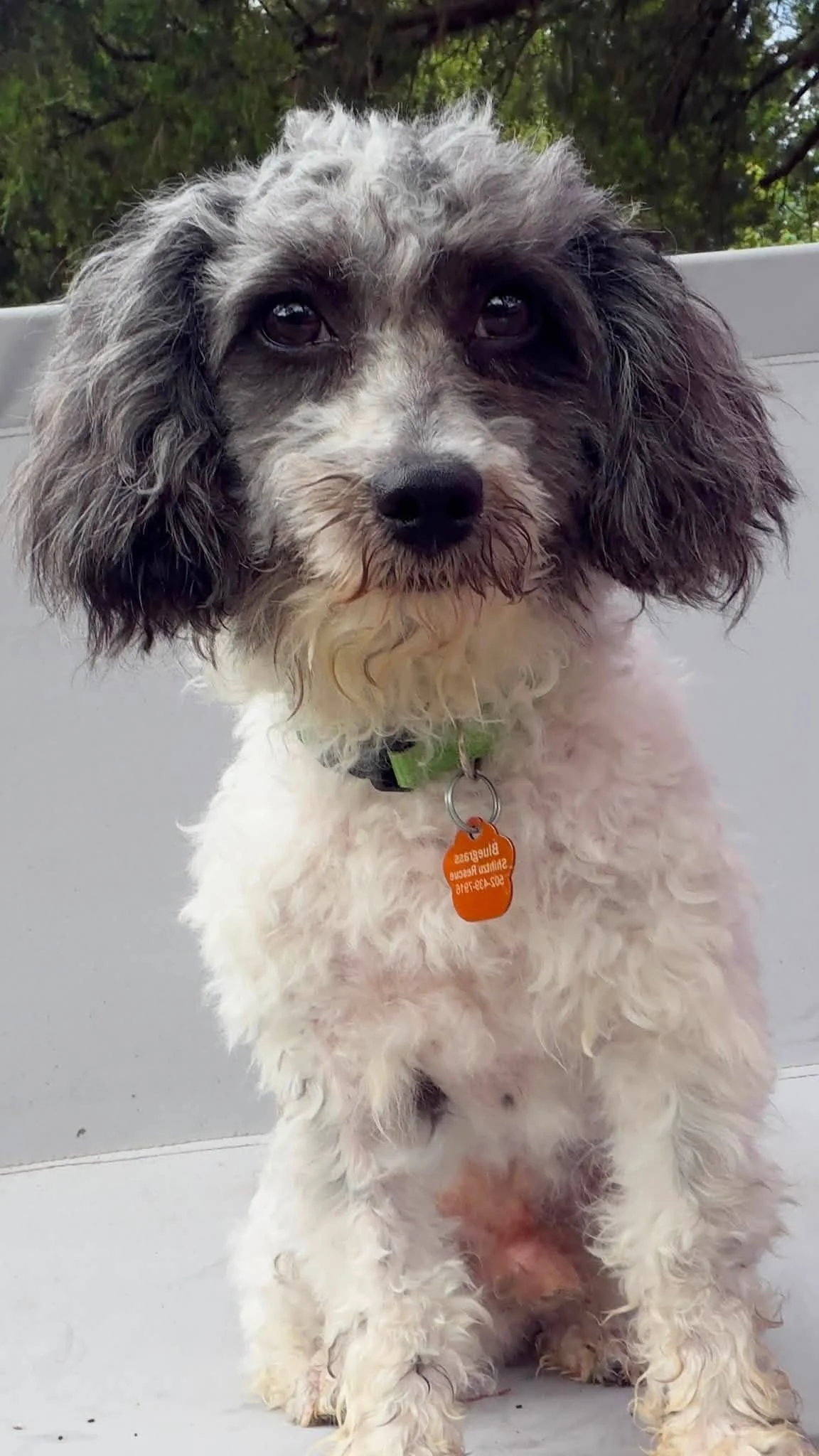 A fluffy, gray and white dog with long ears sitting outdoors on a gray surface, wearing a green collar with an orange tag.
