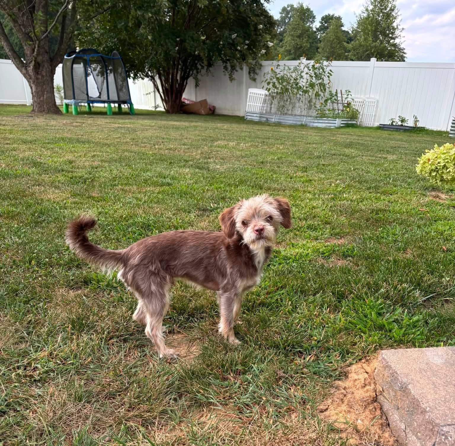 A small mixed-breed dog with brown and white fur standing on a grassy backyard near a stone edge, with a tree, a trampoline, and a white fence in the background.