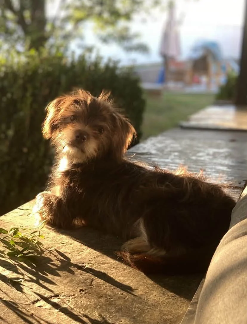 A small brown and tan puppy with a scruffy coat lying on a wooden surface outdoors, bathed in warm sunlight with a blurred background of greenery and buildings.