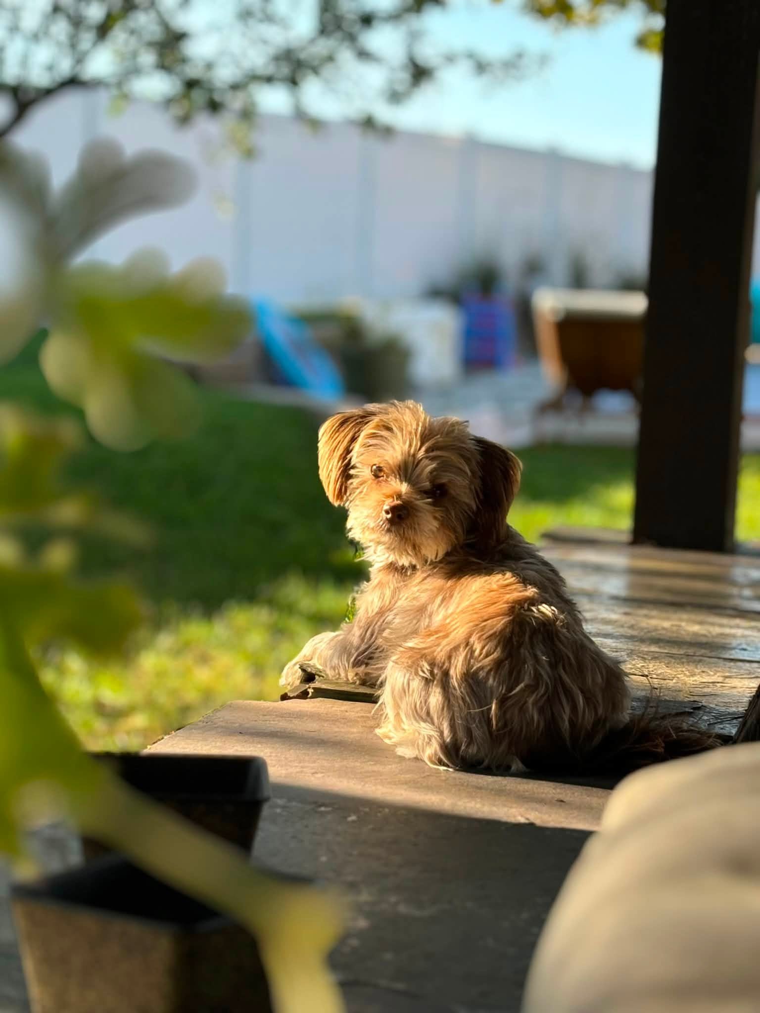 A small brown dog with long, wavy fur and dark eyes lying on a wooden porch, looking directly at the camera, with blurred plants and outdoor furniture in the background.