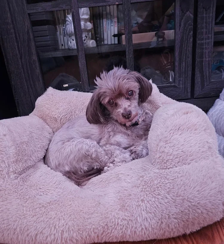 A small dog with brown ears and a light-colored, slightly curly coat, lying in a fluffy, light pink dog bed, looking at the camera with a curious expression. There is a dark wooden cabinet with glass doors and shelves filled with books and decorative items in the background.