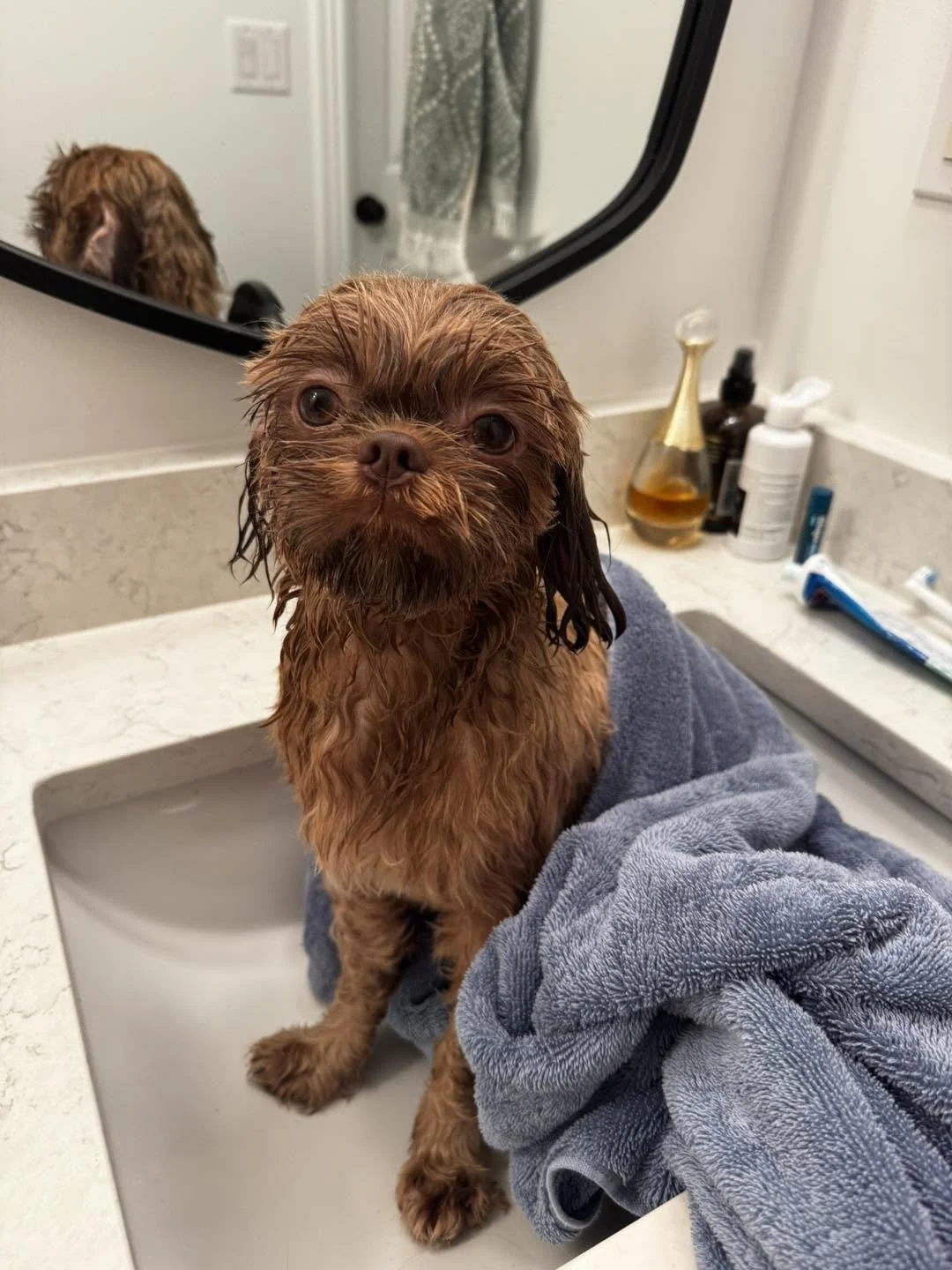 Wet brown puppy with elf-like face sitting on a bathroom sink, wrapped in a blue towel, with bathroom toiletries and a mirror in the background.