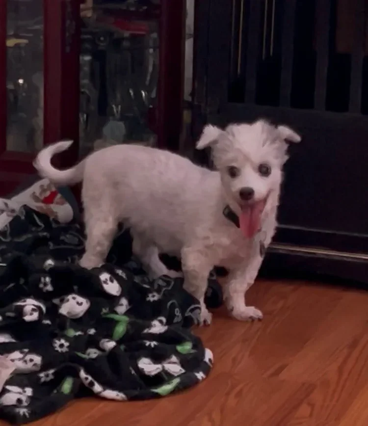 A small, fluffy white dog with dark patches on its legs and ears, standing on a hardwood floor next to a pile of black fabric with dog faces printed on it. The dog has its tongue out and appears happy.