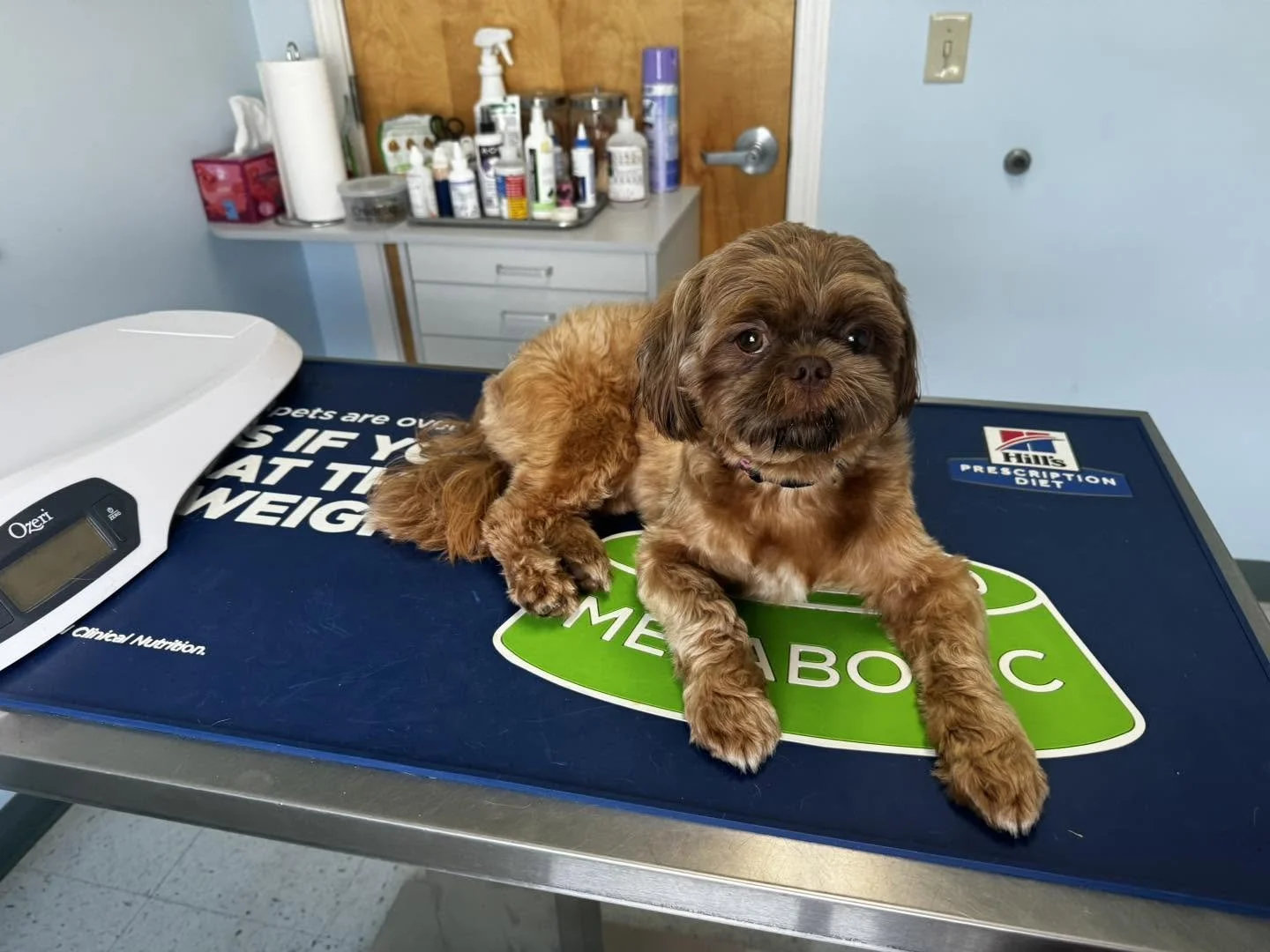 A small brown dog with curly fur lying on a veterinary examination table, looking at the camera. The table has a sign that reads "MEDICAL ABC" and other text related to pet nutrition. In the background, there are bottles, containers, and medical supplies on a countertop.