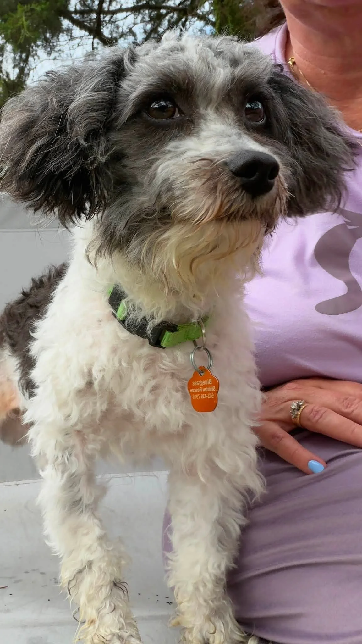 Close-up of a small, fluffy dog with gray and white fur, standing next to a person sitting on a tiled floor outdoors, wearing a pink shirt and lavender pants. The dog has dark eyes, a black nose, and a green collar with an orange tag. The background includes blurred trees.