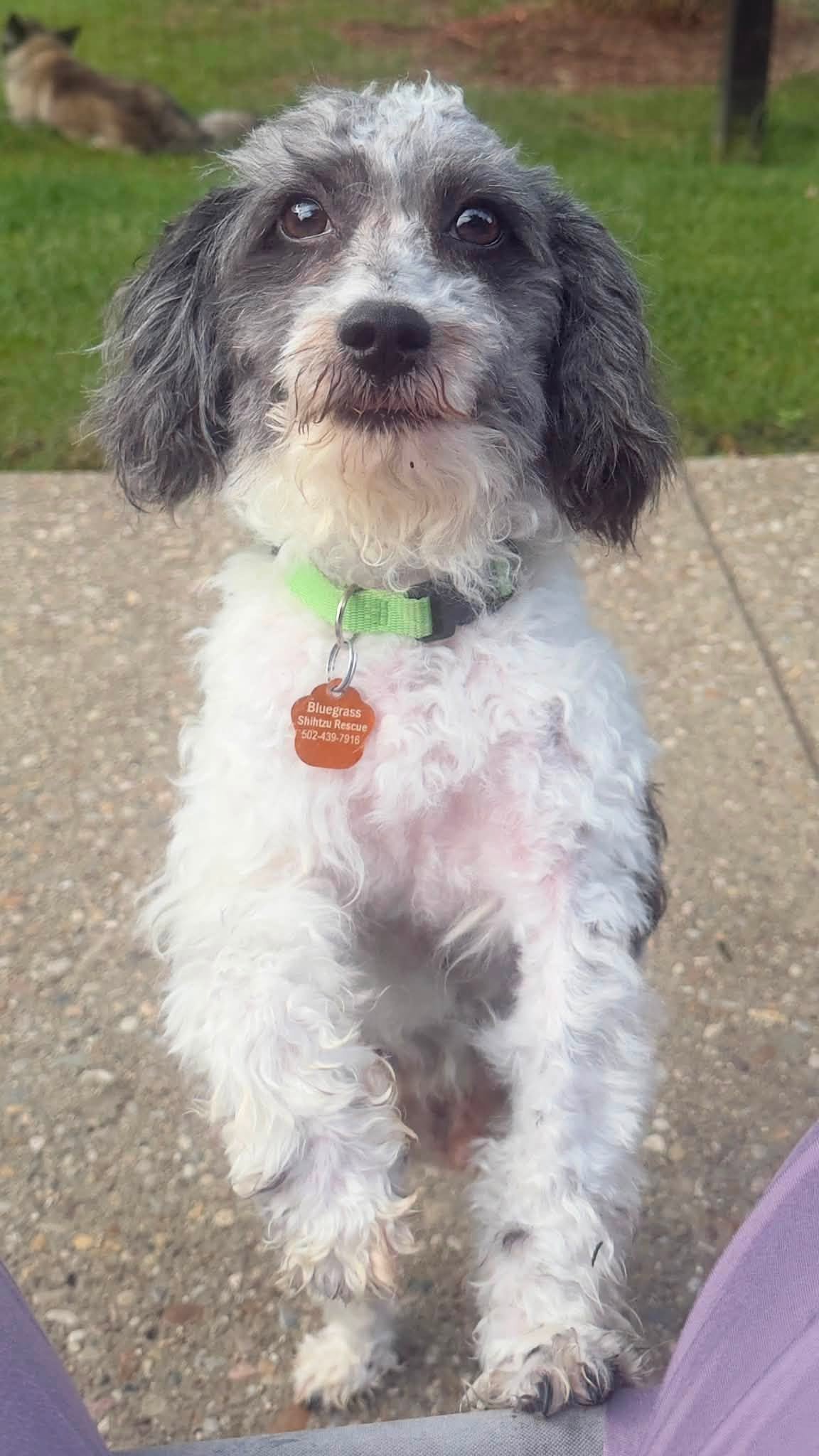 A cute small dog with curly white and black fur, wearing a green collar with a tag, sitting on a sidewalk outdoors.