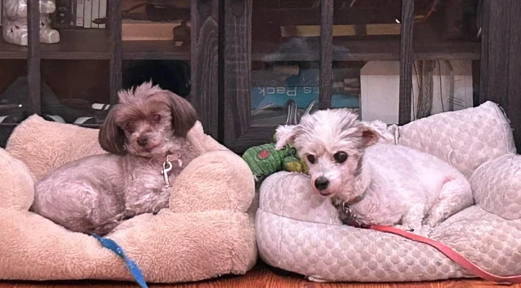 Two small dogs lying on plush dog beds in a cozy indoor setting.
