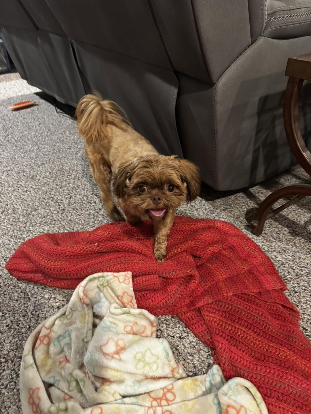 A small brown dog with a fluffy tail standing on a red blanket and gray carpet, looking at the camera with a pink tongue out. There is a cream-colored blanket with colorful flower patterns nearby, and a gray couch and wooden table in the background.