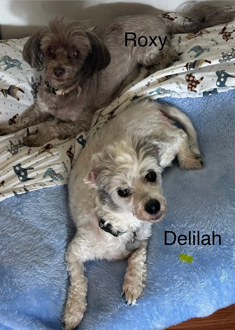 Two small dogs lying on a bed with light blue blankets and a patterned sheet. The dog on the left, labeled 'Roxy', has curly gray fur and is sitting, looking at the camera. The dog on the right, labeled 'Deliah', has light cream curly fur and is lying on its side, also looking at the camera.