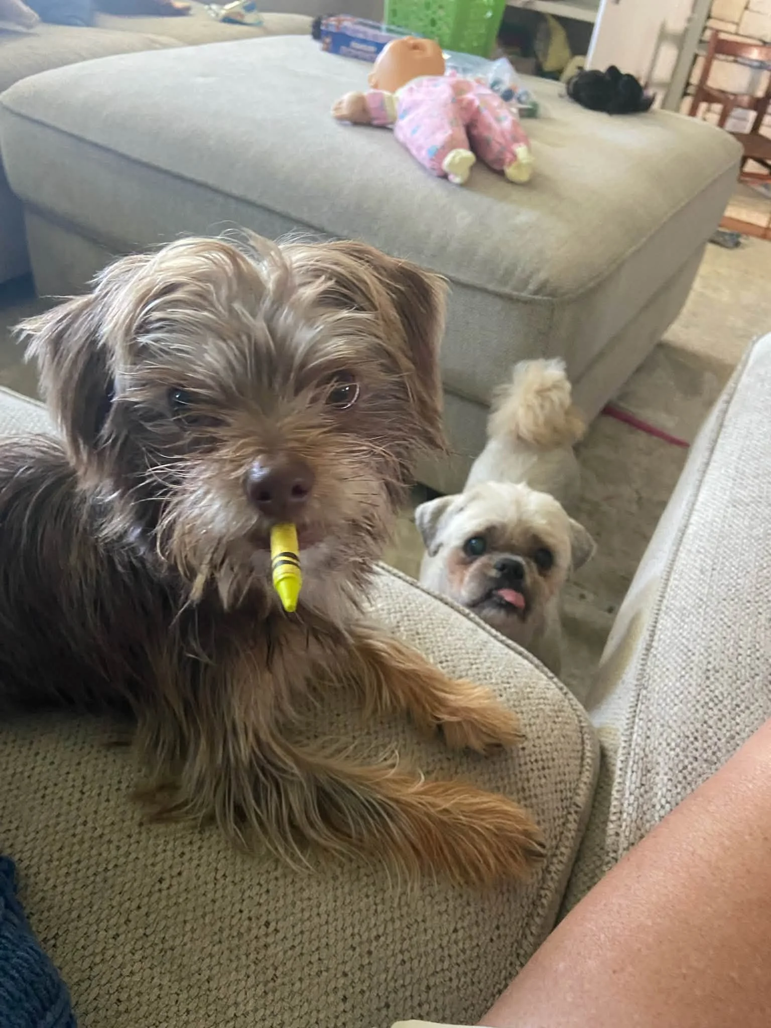Three dogs on a beige couch in a living room, one of which is holding a yellow marker in its mouth.