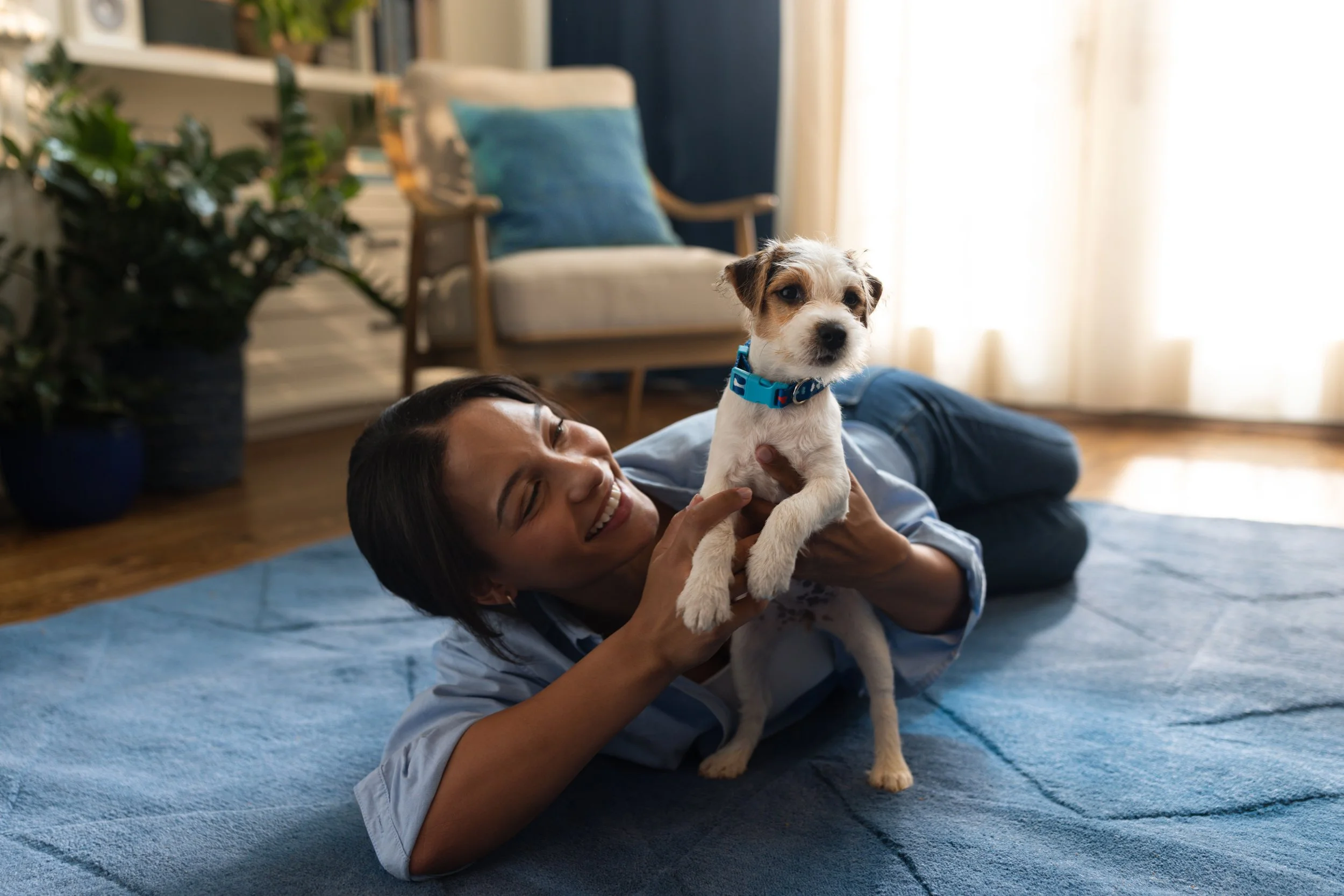 A woman lying on her side on a blue rug, holding and playing with a small, white and brown puppy with a blue collar in a sunlit living room.