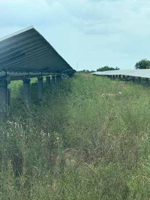Solar panels installed on elevated supports in a green field with tall grass and a cloudy sky.