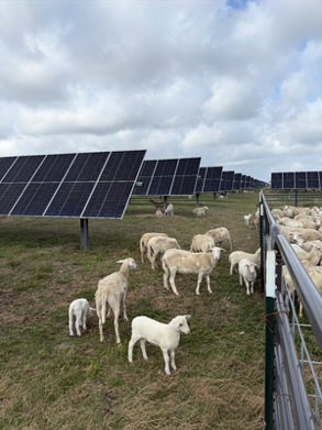 Lambs grazing near solar panels on a cloudy day.