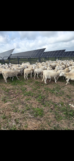 A group of sheep in a field with solar panels in the background.